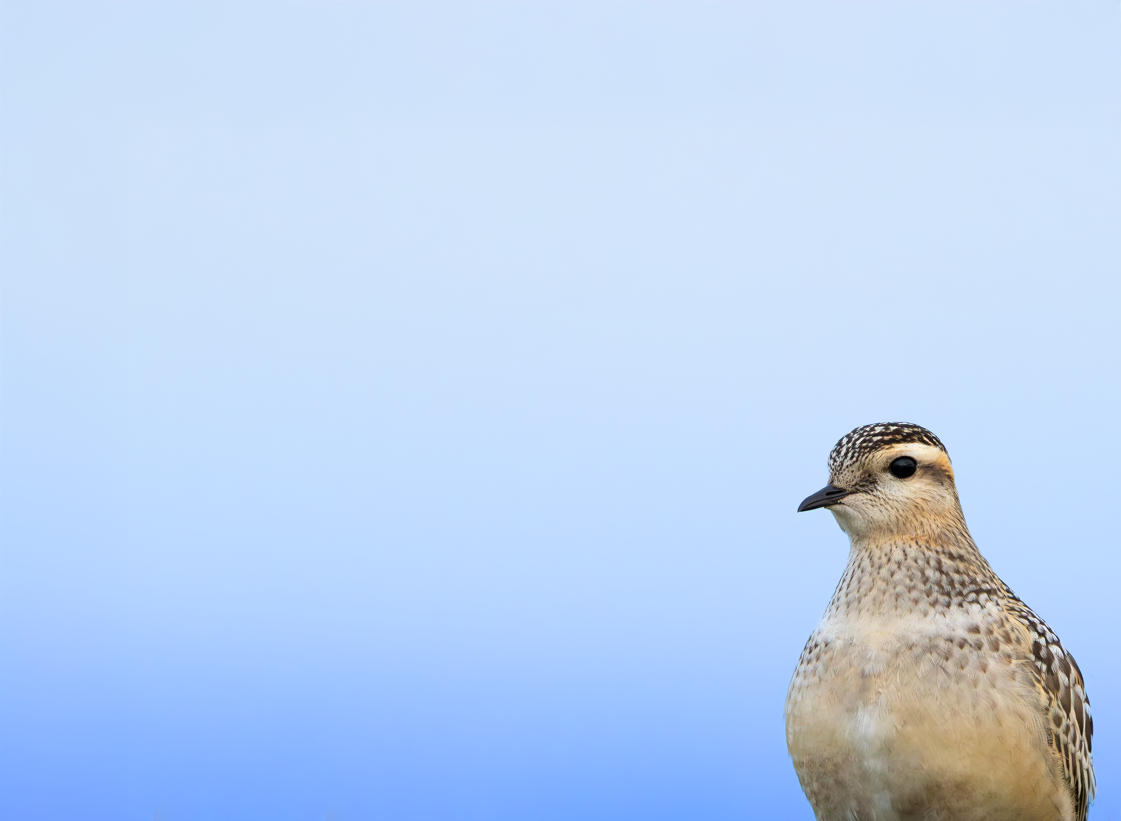 Eurasian Dotterel, Burbage Moor, South Yorkshire