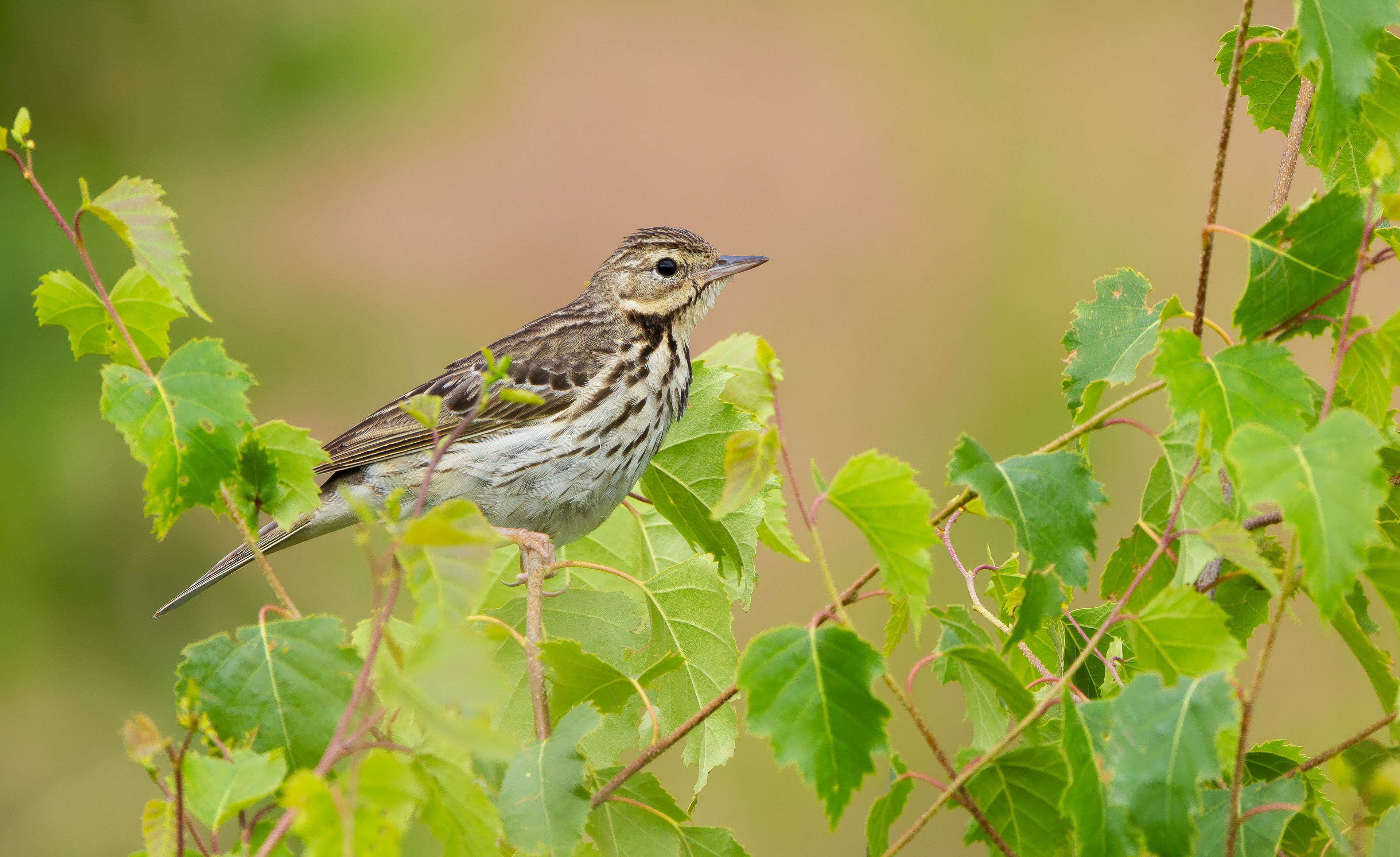 Tree Pipit, Nottinghamshire