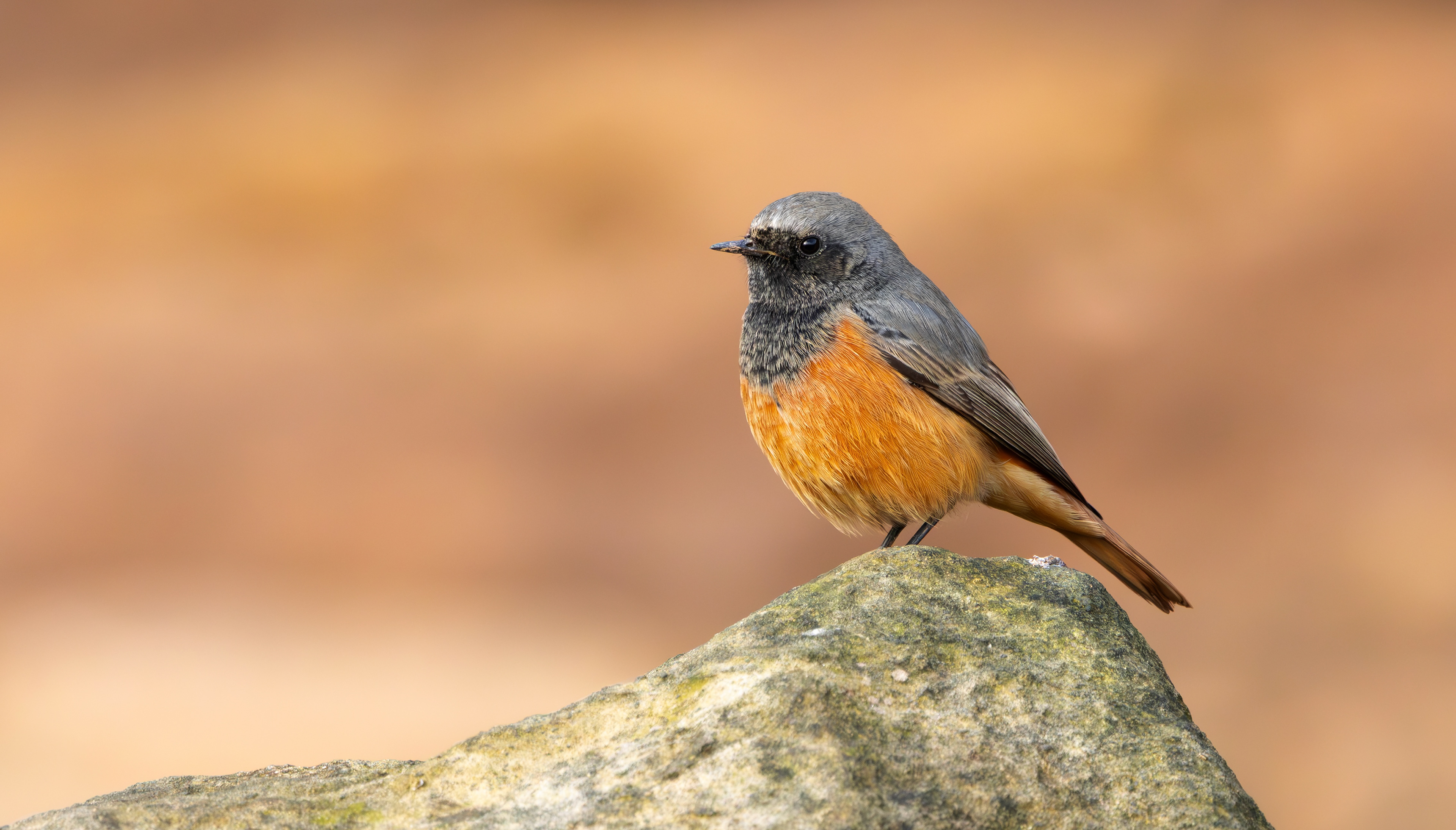 Eastern Black Redstart, Filey Brigg, North Yorkshire