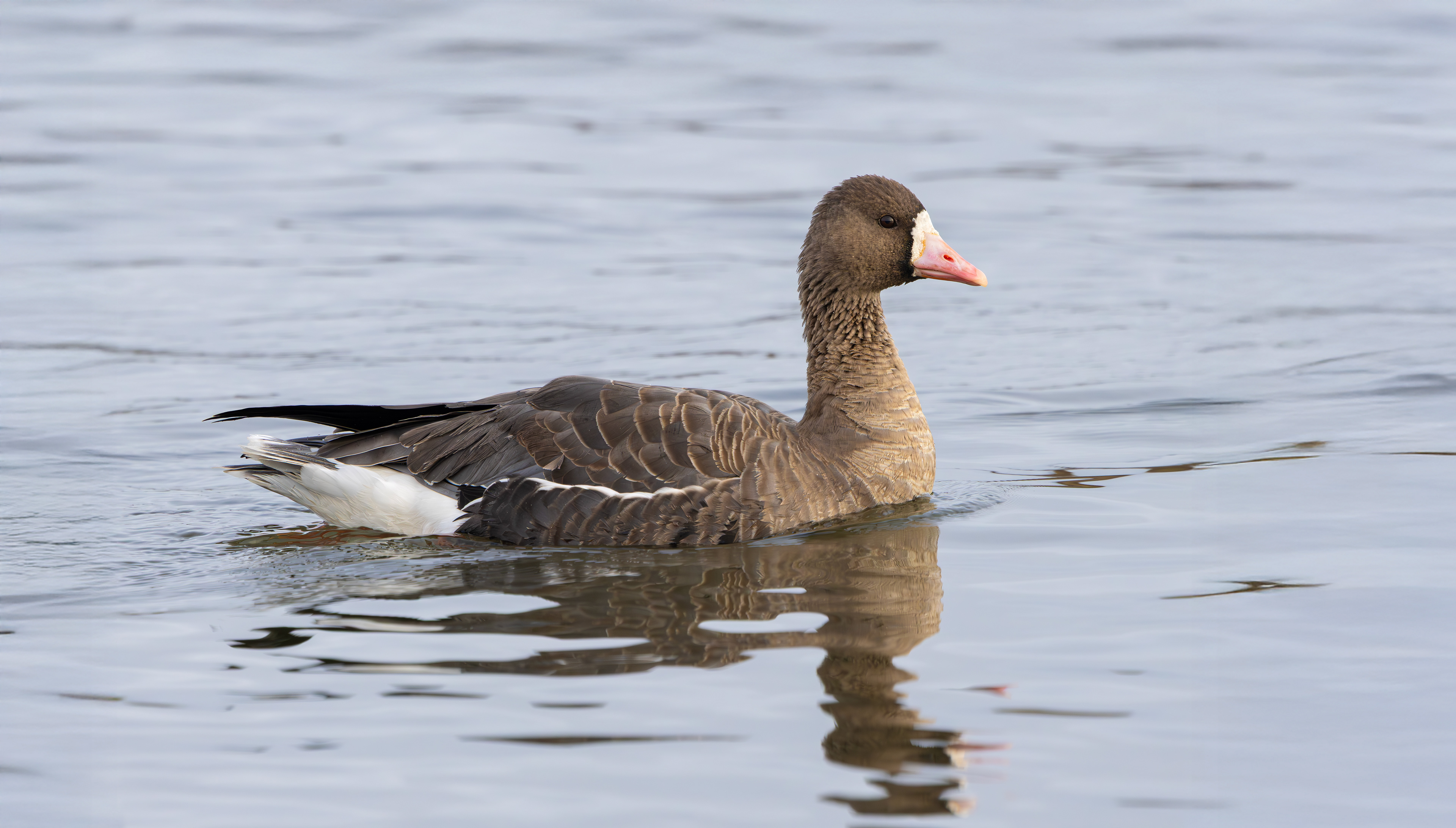 Russian White-fronted Goose, Stoke Bardolph, Nottinghamshire