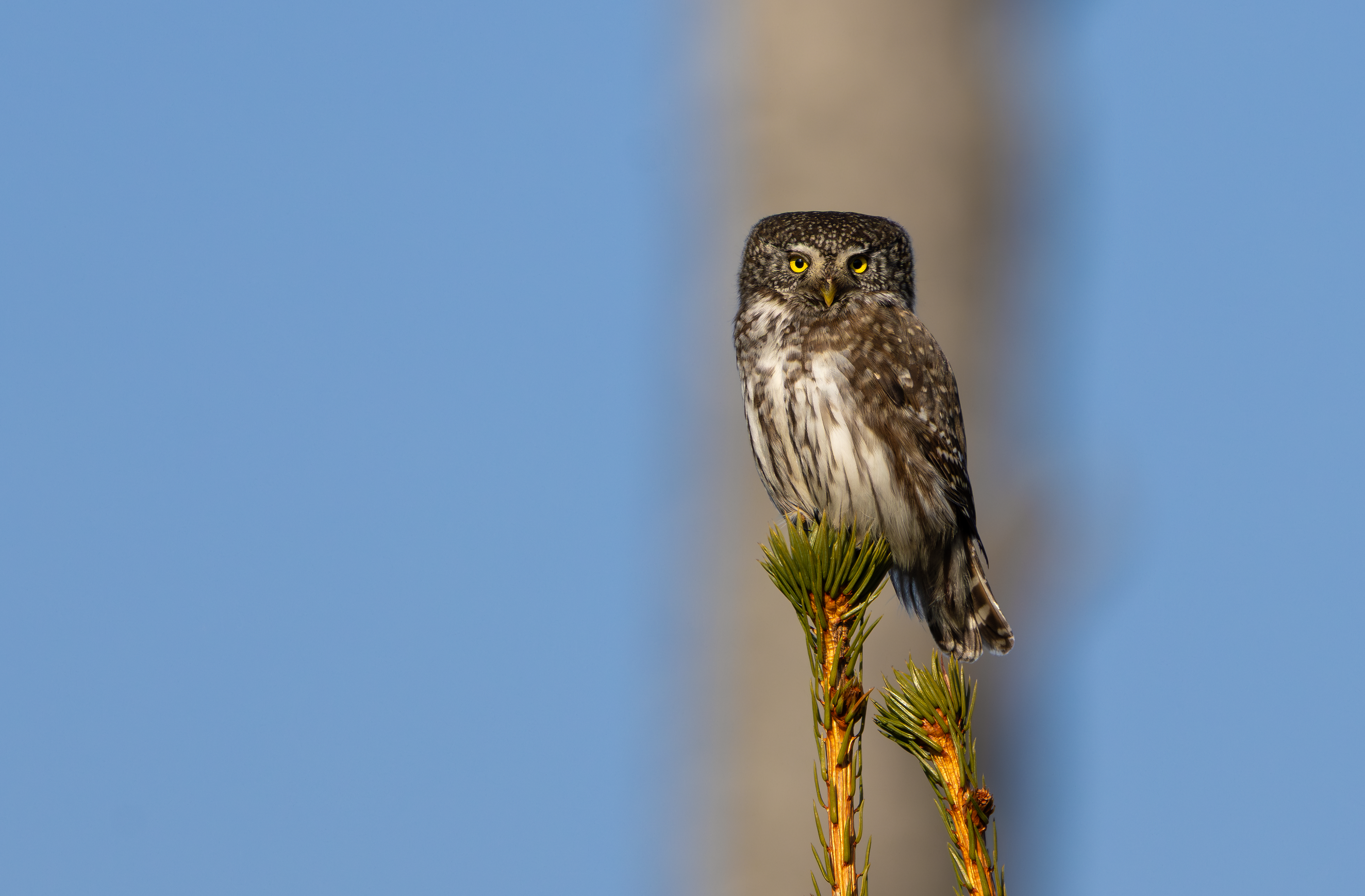 Eurasian Pygmy Owl