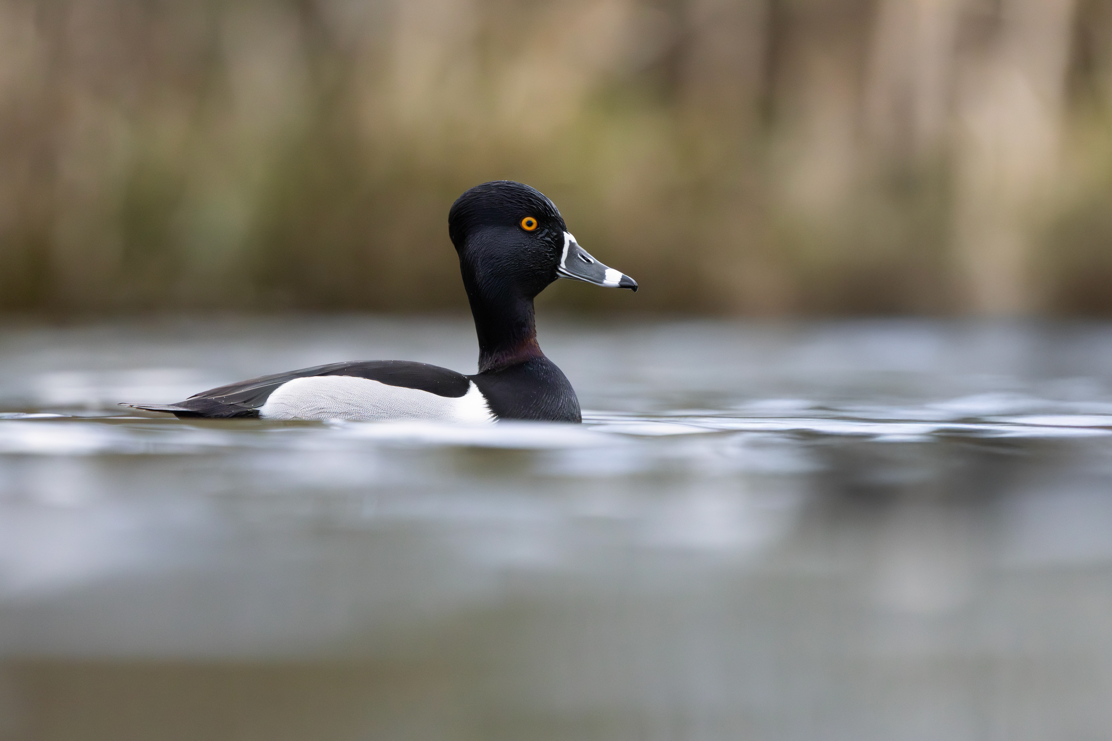Ring-necked Duck, Codnor Park, Derbyshire