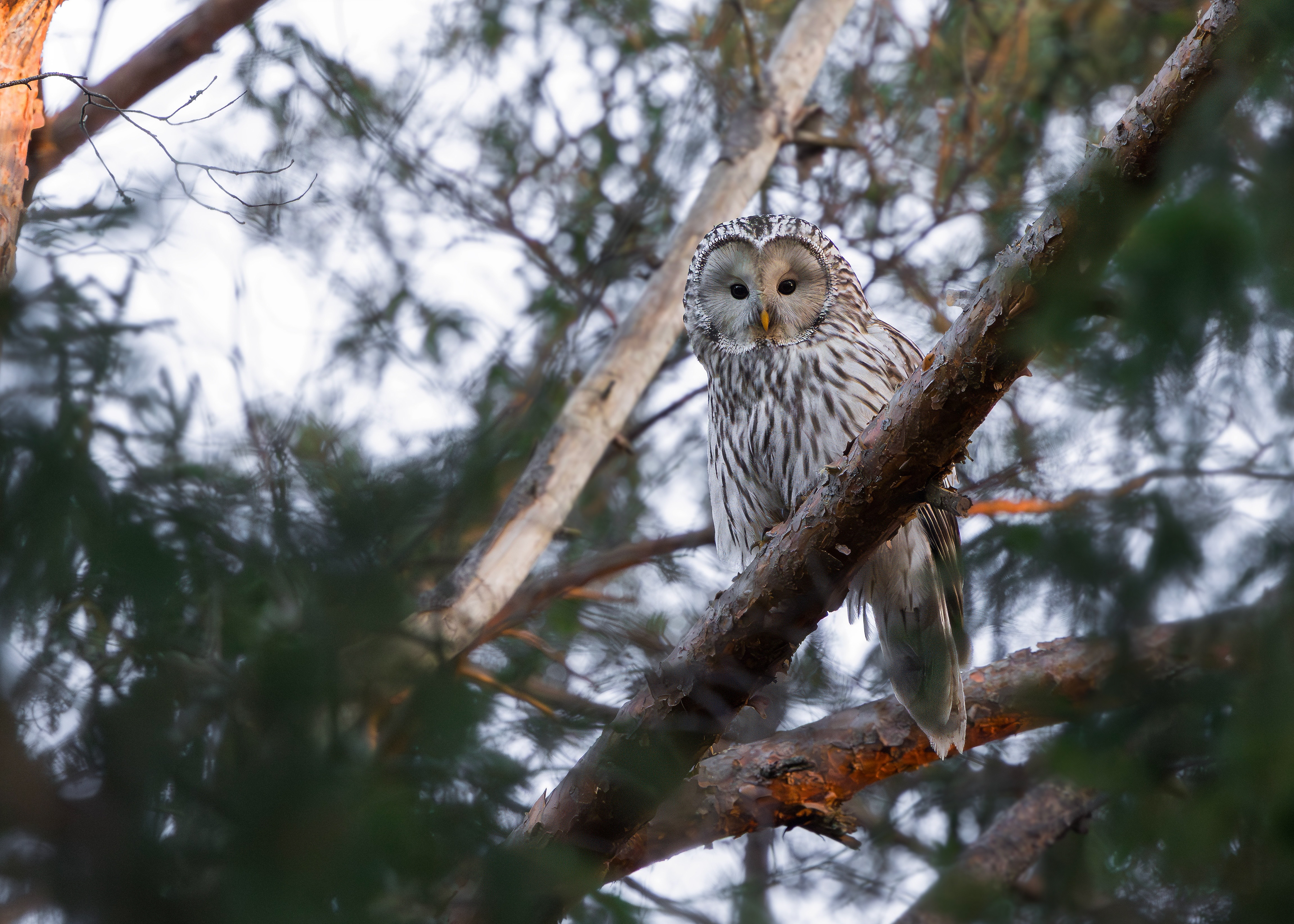 Ural Owl