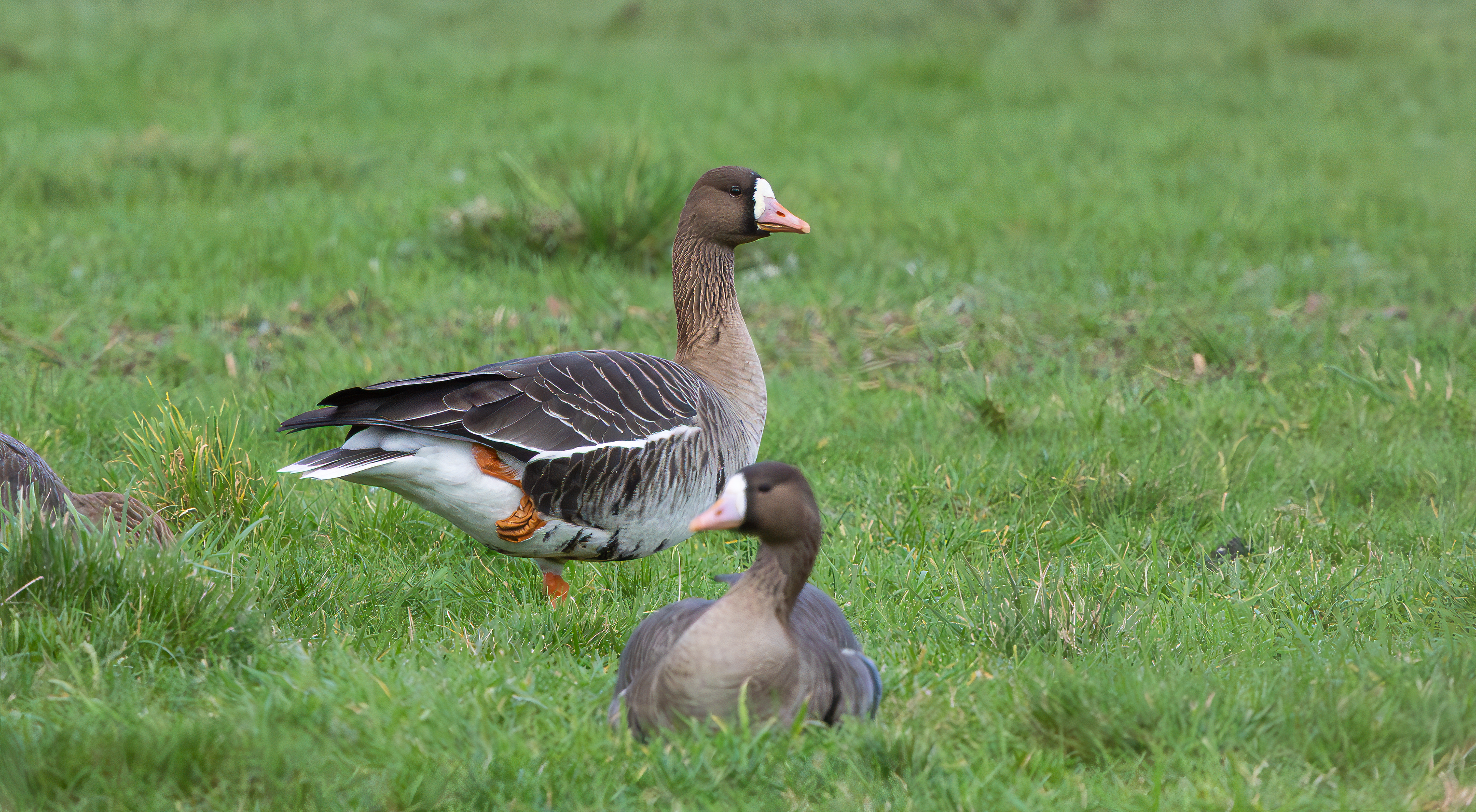 Russian White-fronted Geese, Girton Pits, Nottinghamshire