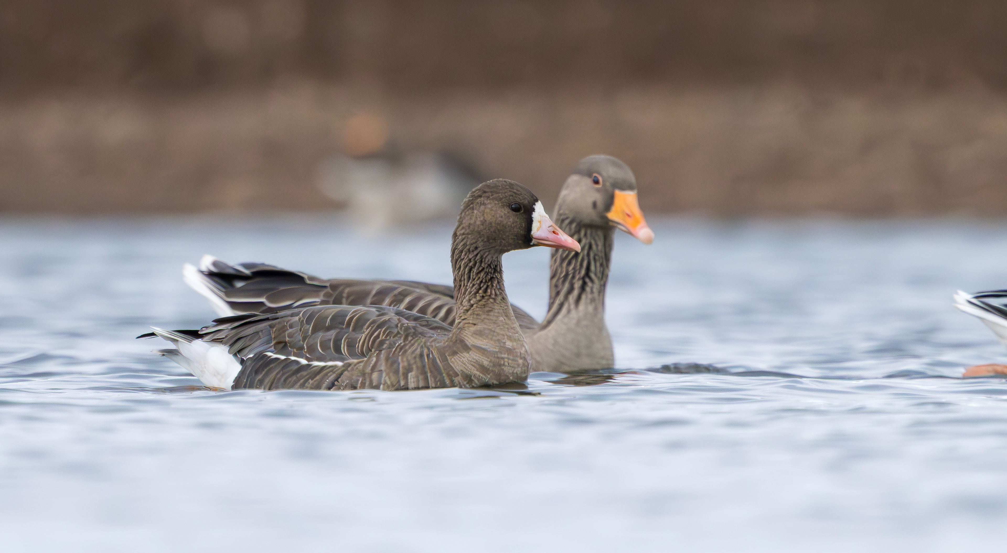 Russian White-fronted Goose, Stoke Bardolph, Nottinghamshire