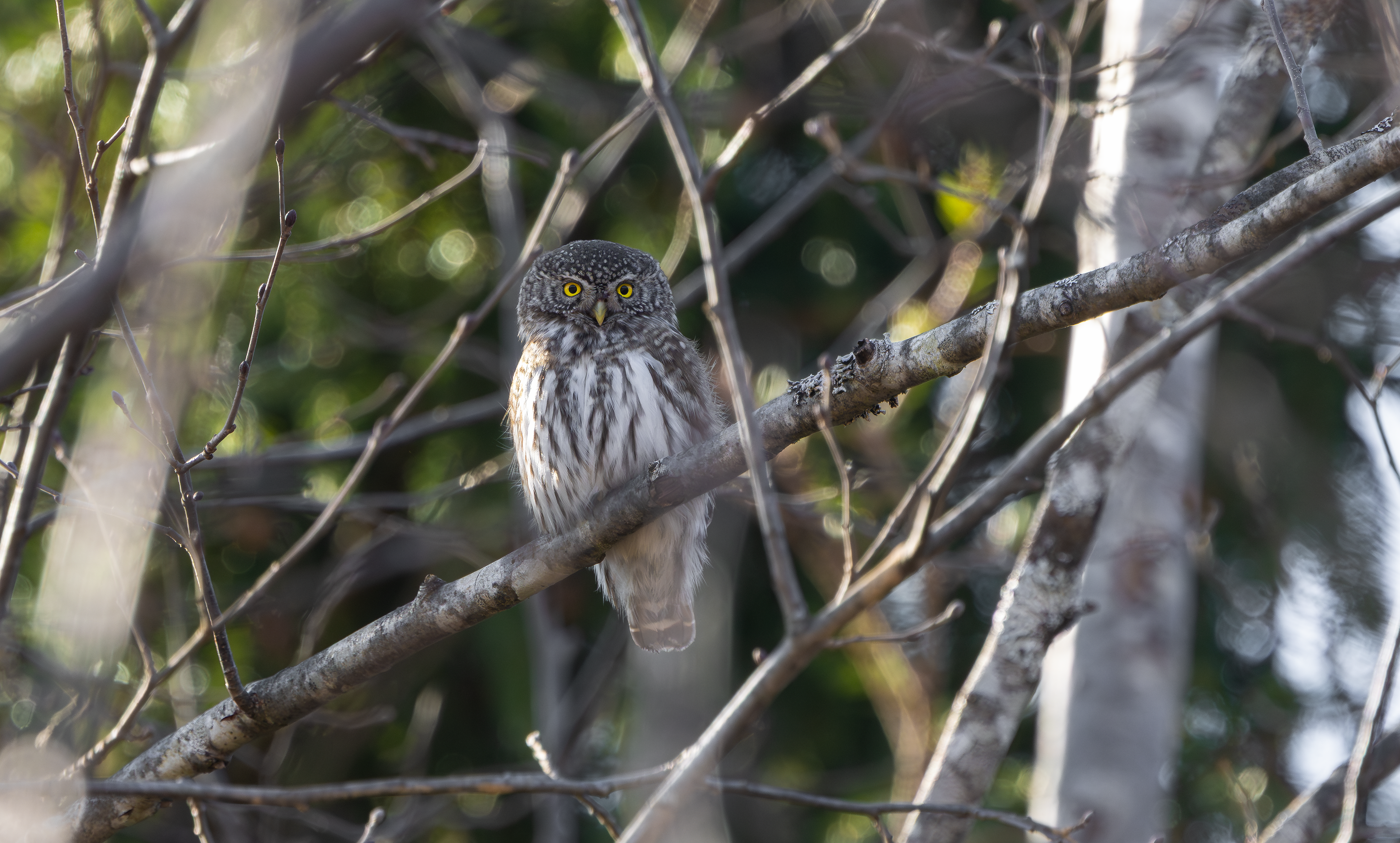 Eurasian Pygmy Owl