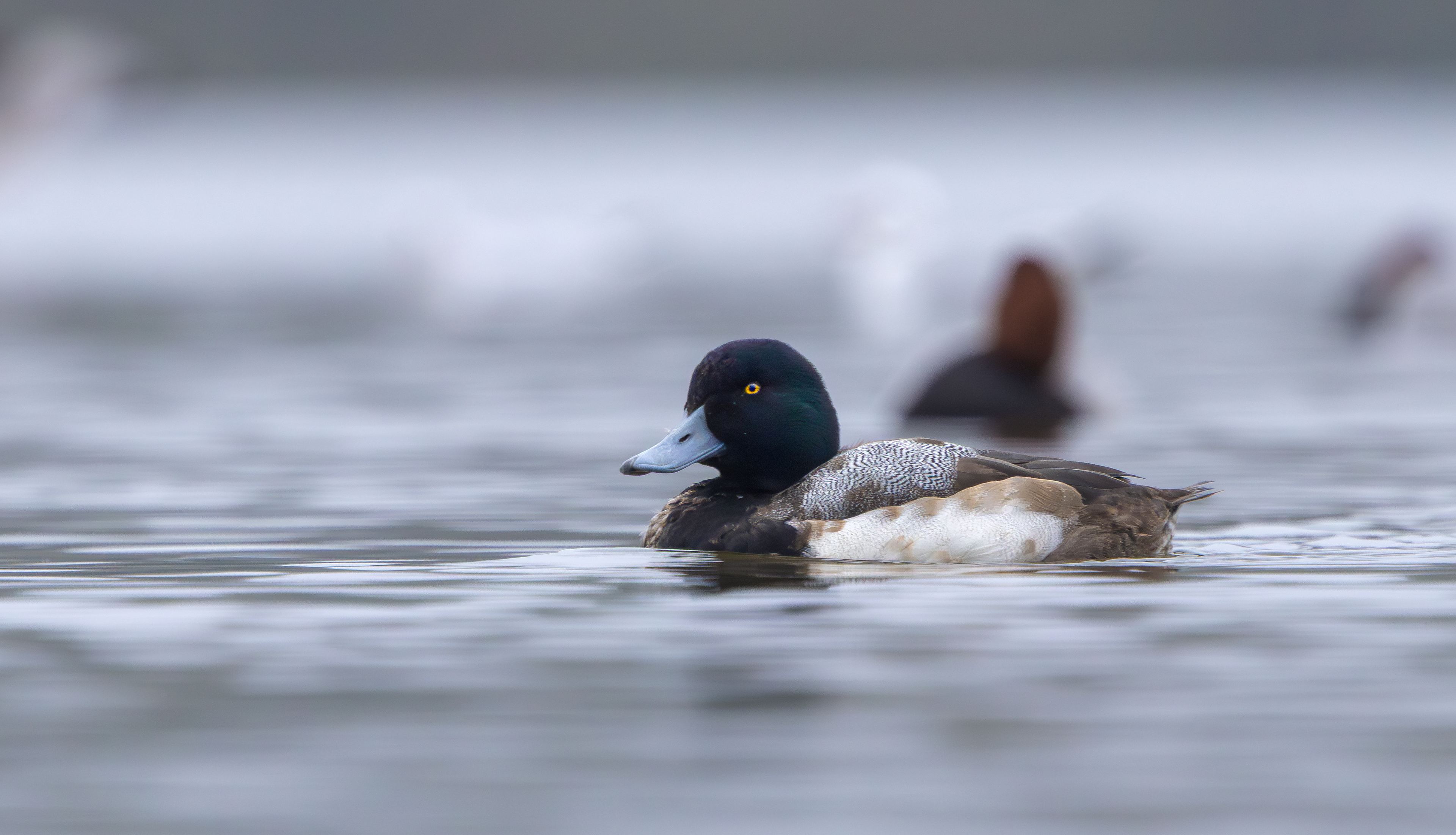 Greater Scaup, King's Mill Reservoir, Nottinghamshire
