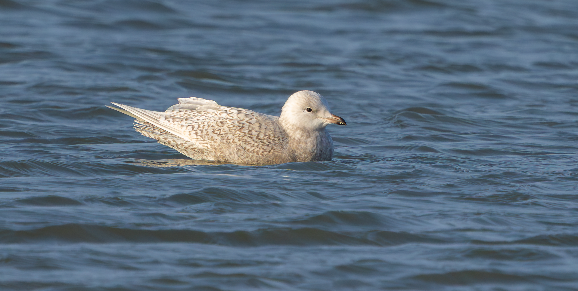 Iceland Gull, Julianadorp
