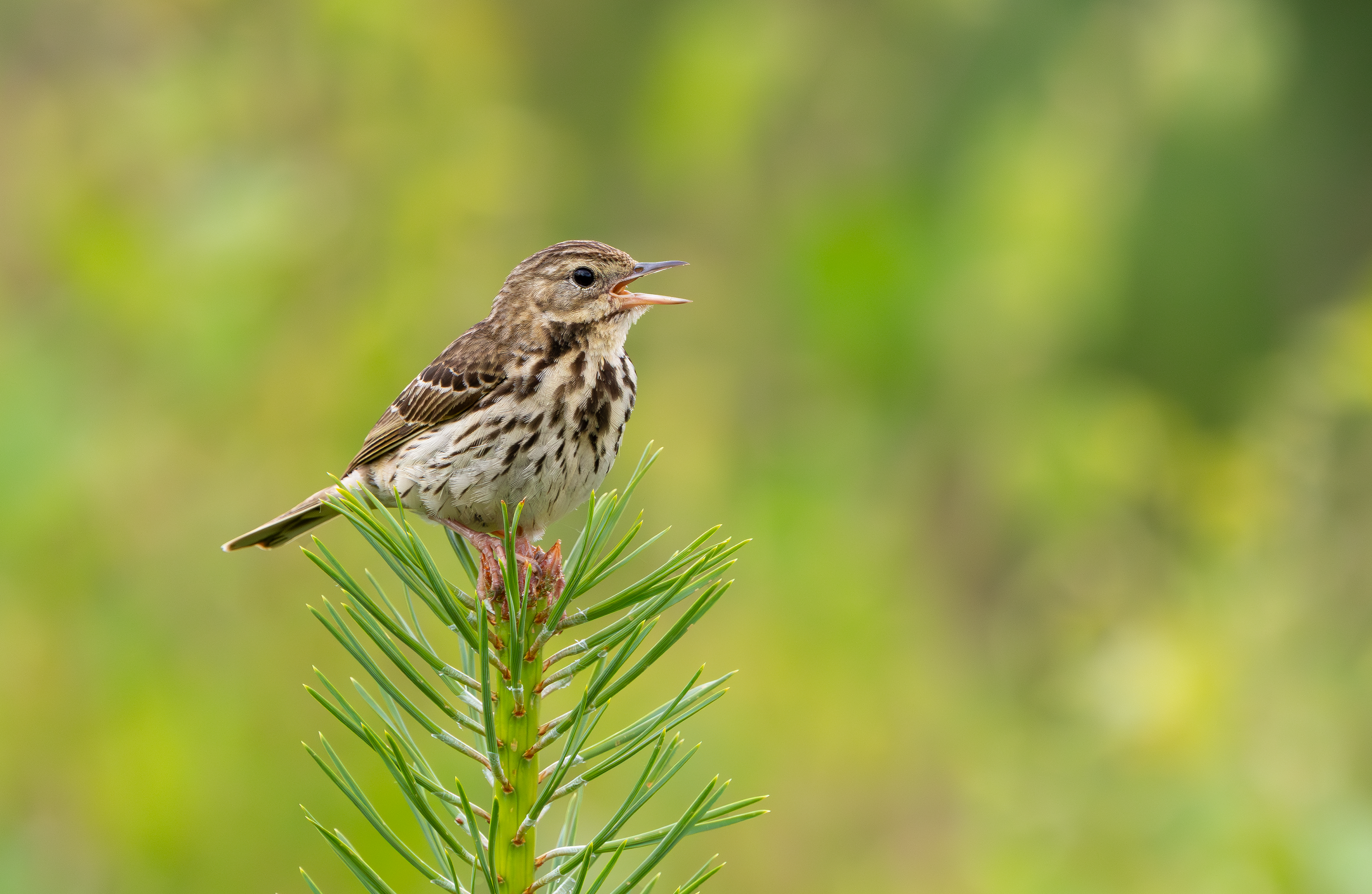 Tree Pipit, Nottinghamshire