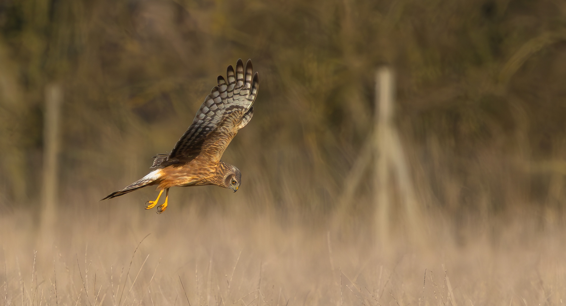 Hen Harrier, Lincolnshire
