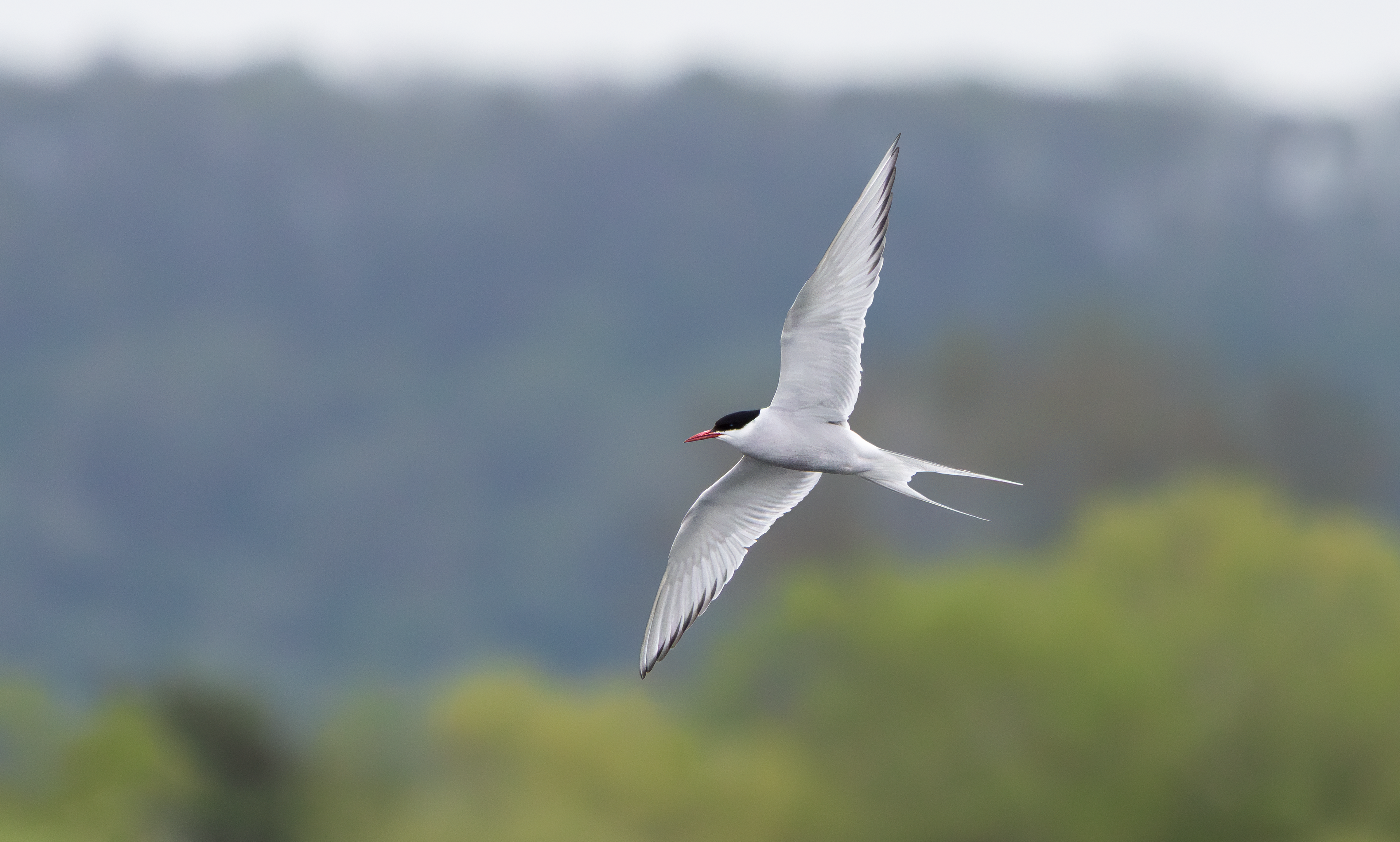 Arctic Tern, Attenborough NR, Nottinghamshire