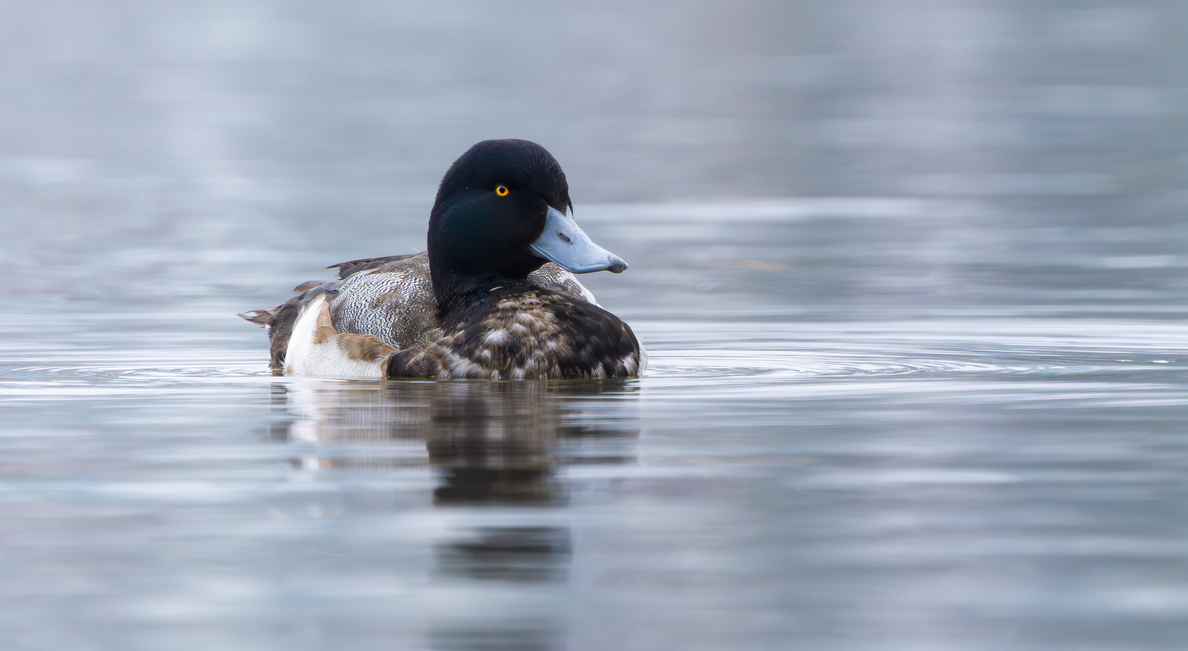 Greater Scaup, King's Mill Reservoir, Nottinghamshire