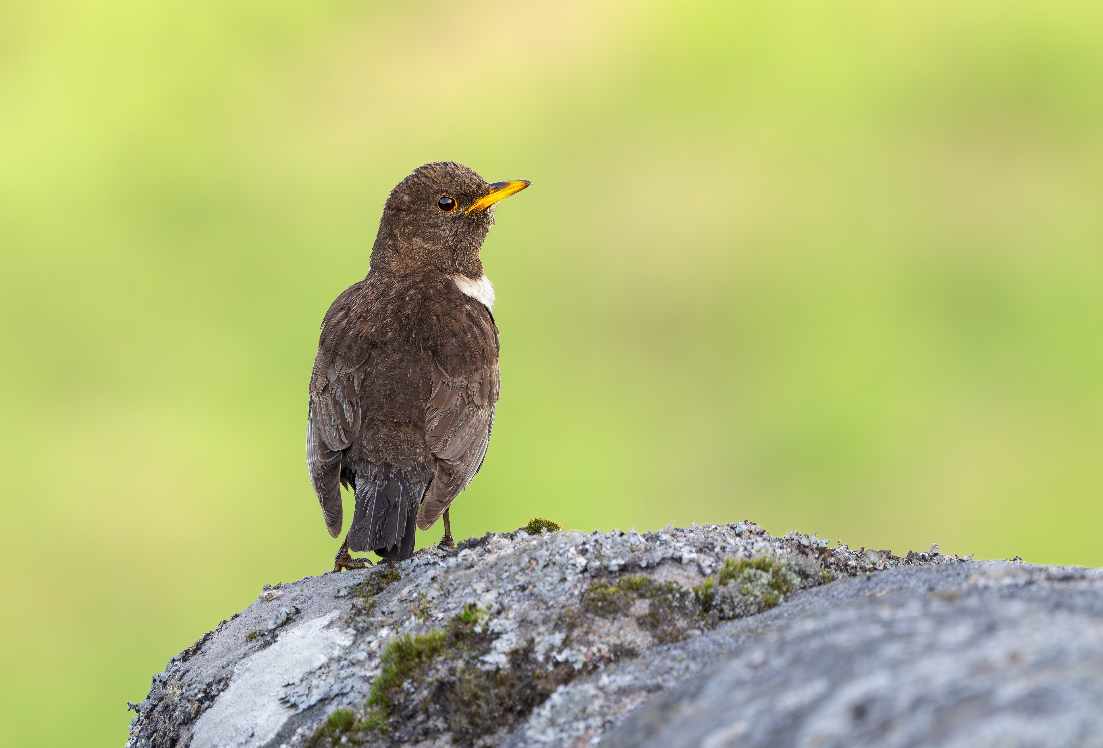 Ring Ouzel, Peak District