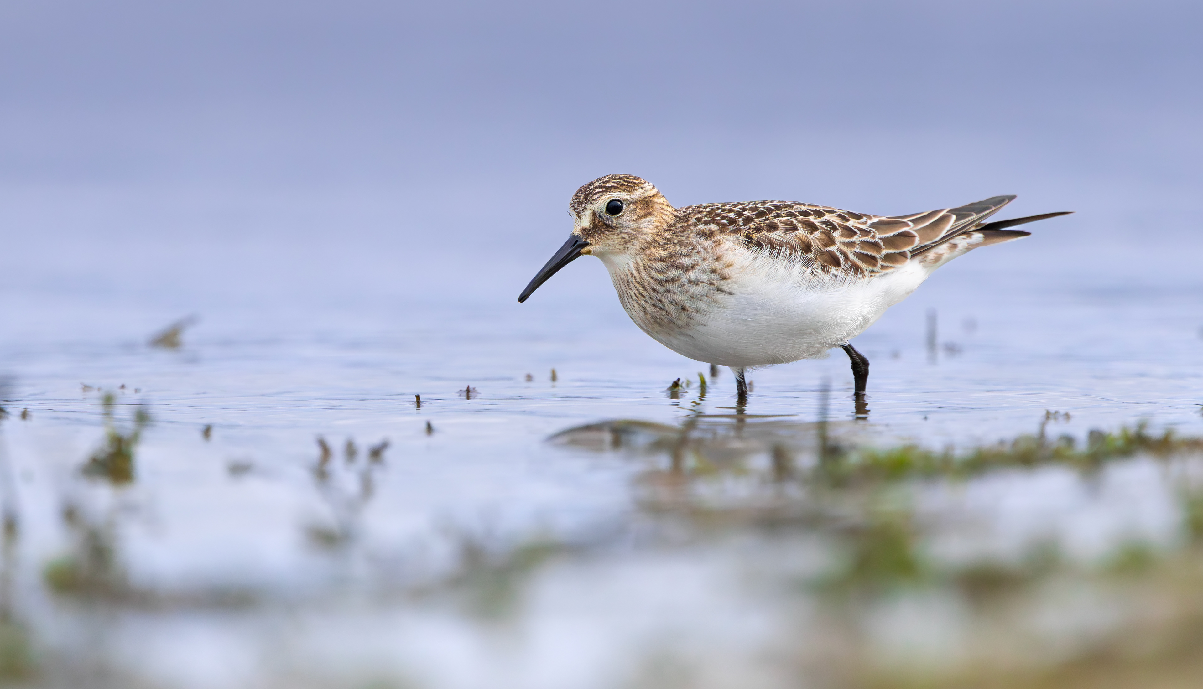 Baird's Sandpiper, Rutland Water, Leicestershire & Rutland