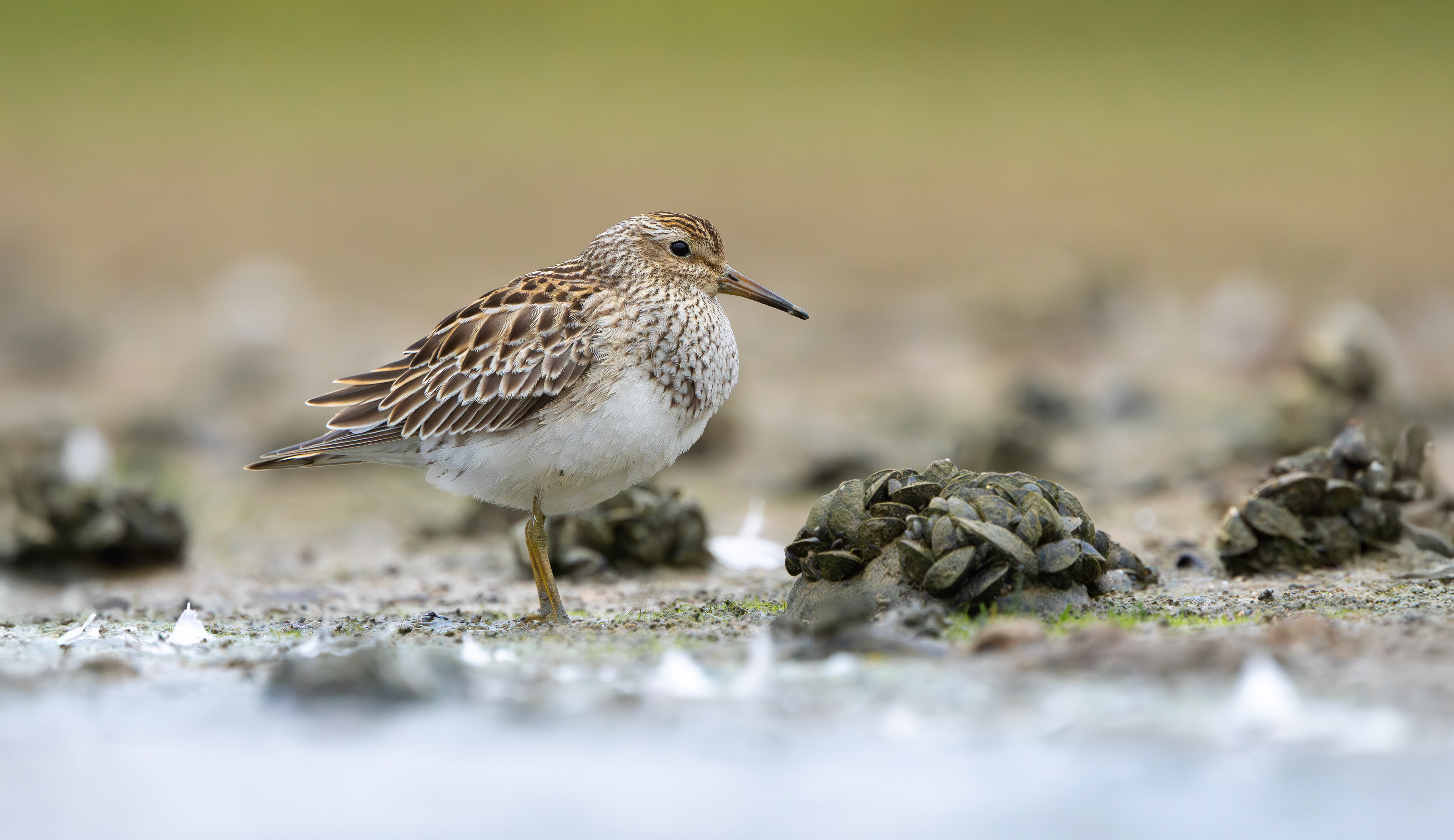 Pectoral Sandpiper, Hollowell Reservoir, Northamptonshire
