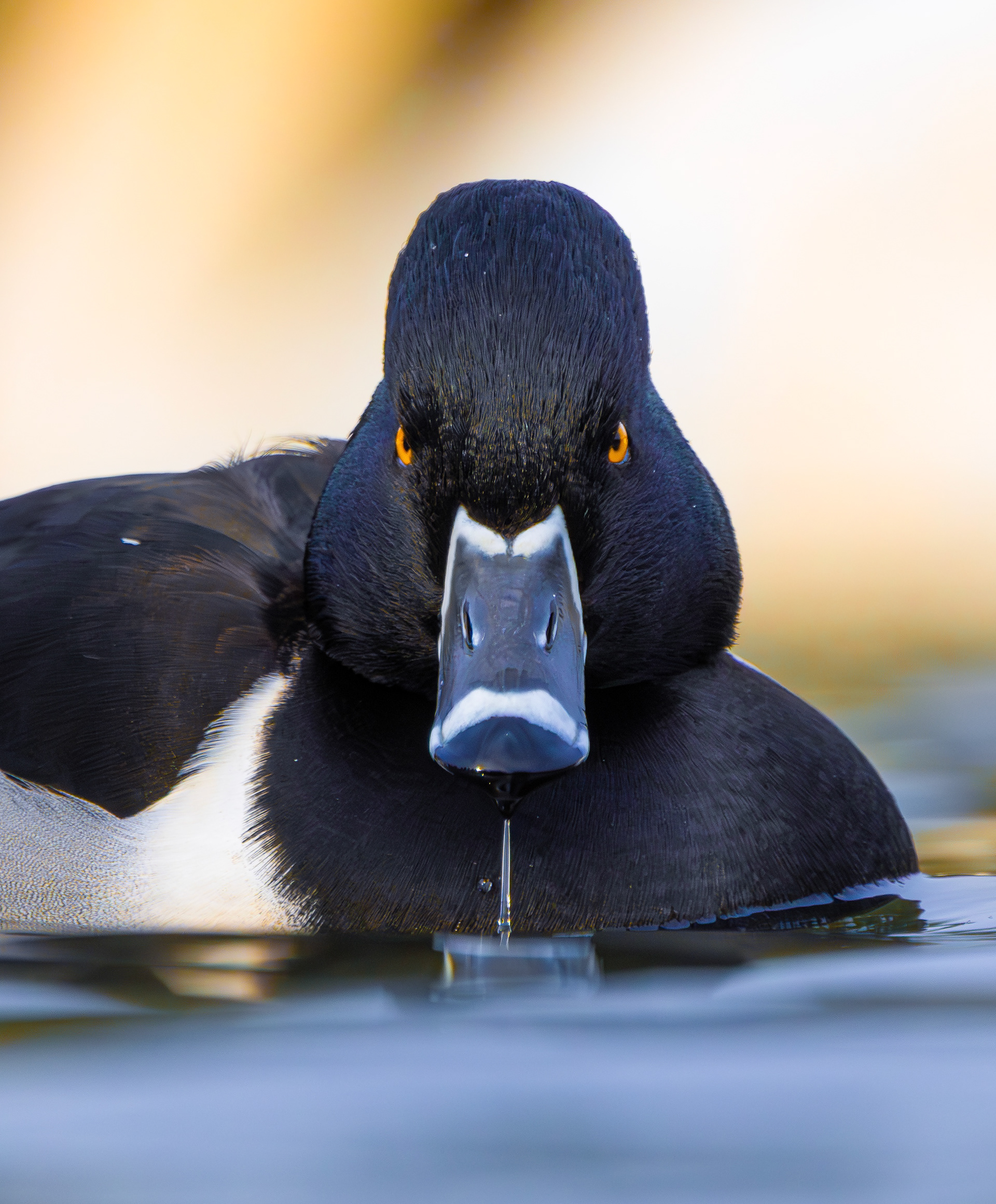 Ring-necked Duck, Straw's Bridge, Derbyshire