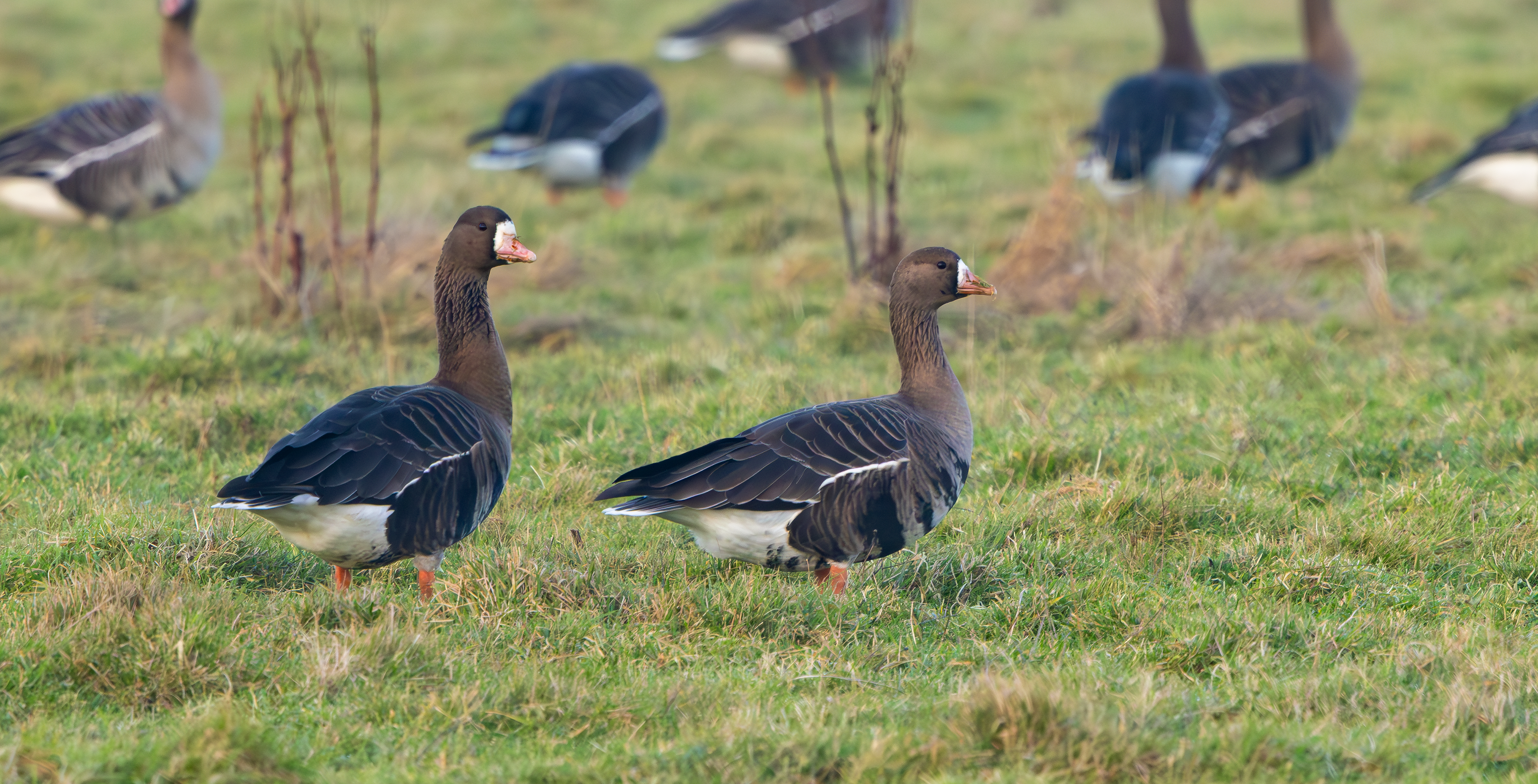 Russian White-fronted Geese, Texel