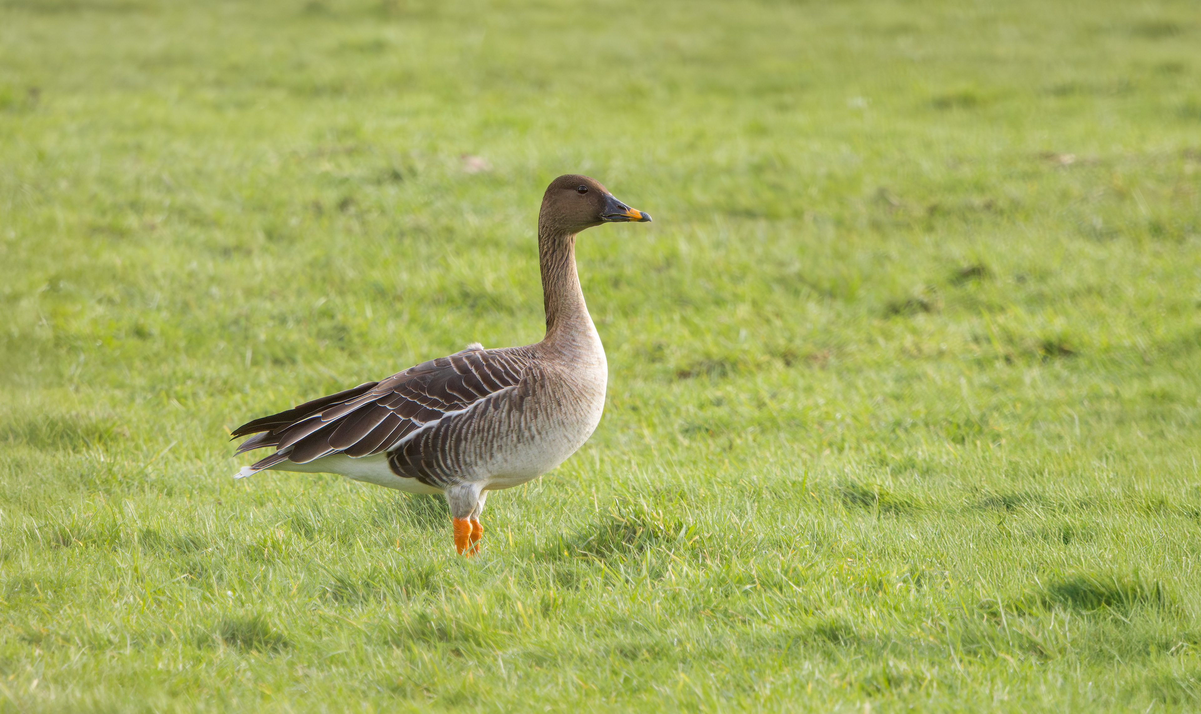 Tundra Bean Goose, Girton Pits, Nottinghamshire