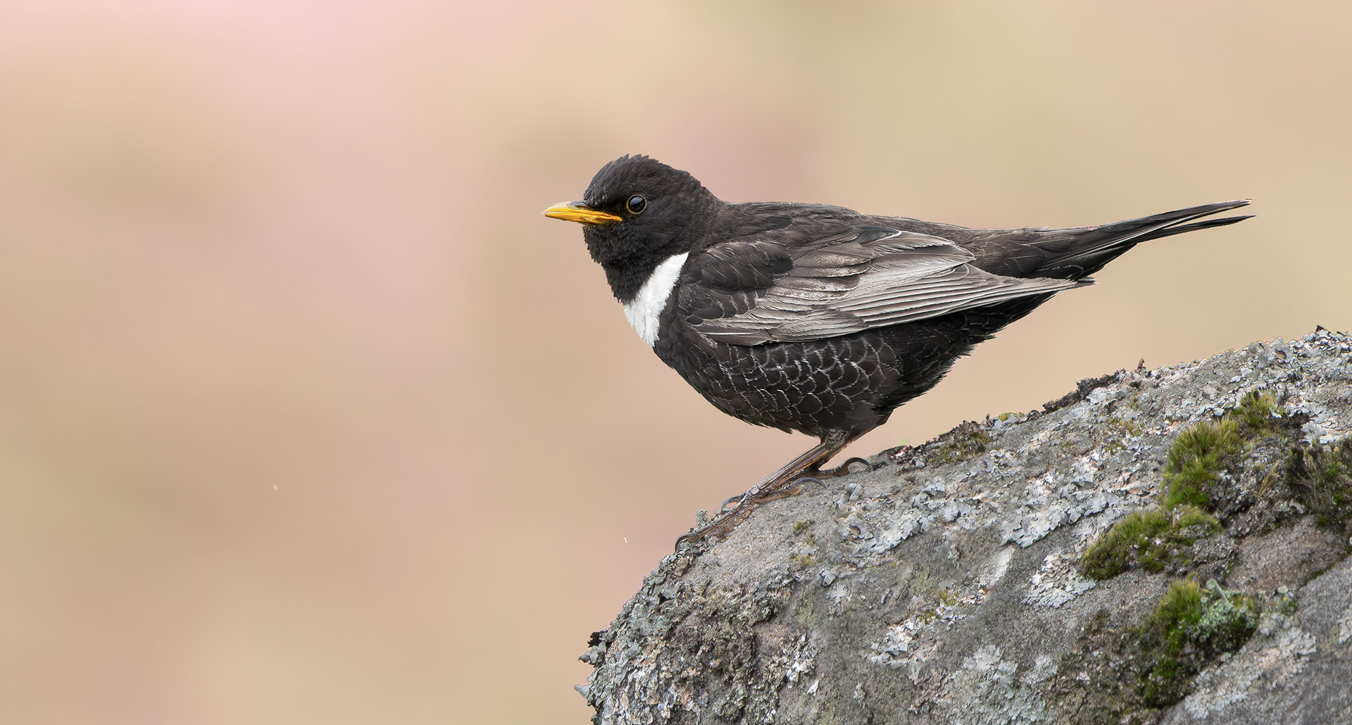 Ring Ouzel, Peak District