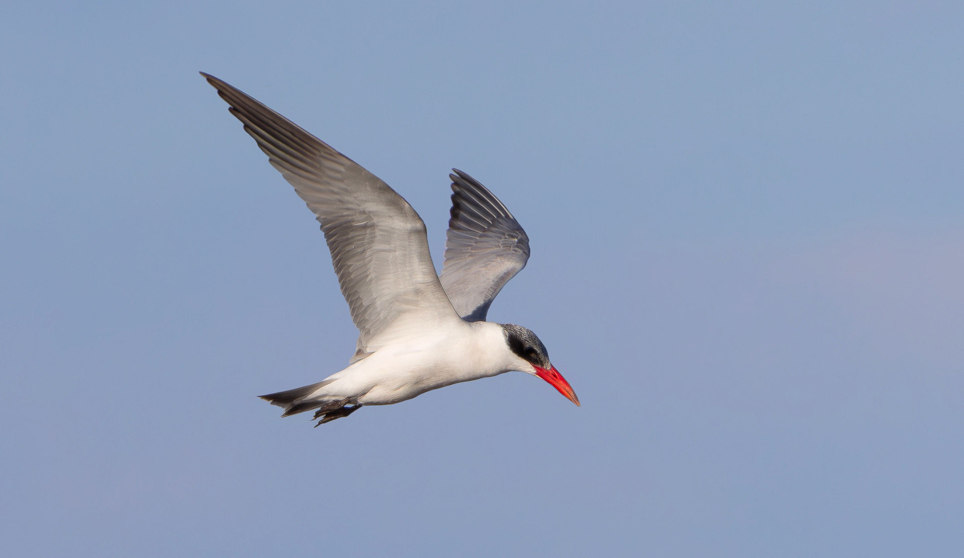 Caspian Tern, Holme Pierrepont, Nottinghamshire