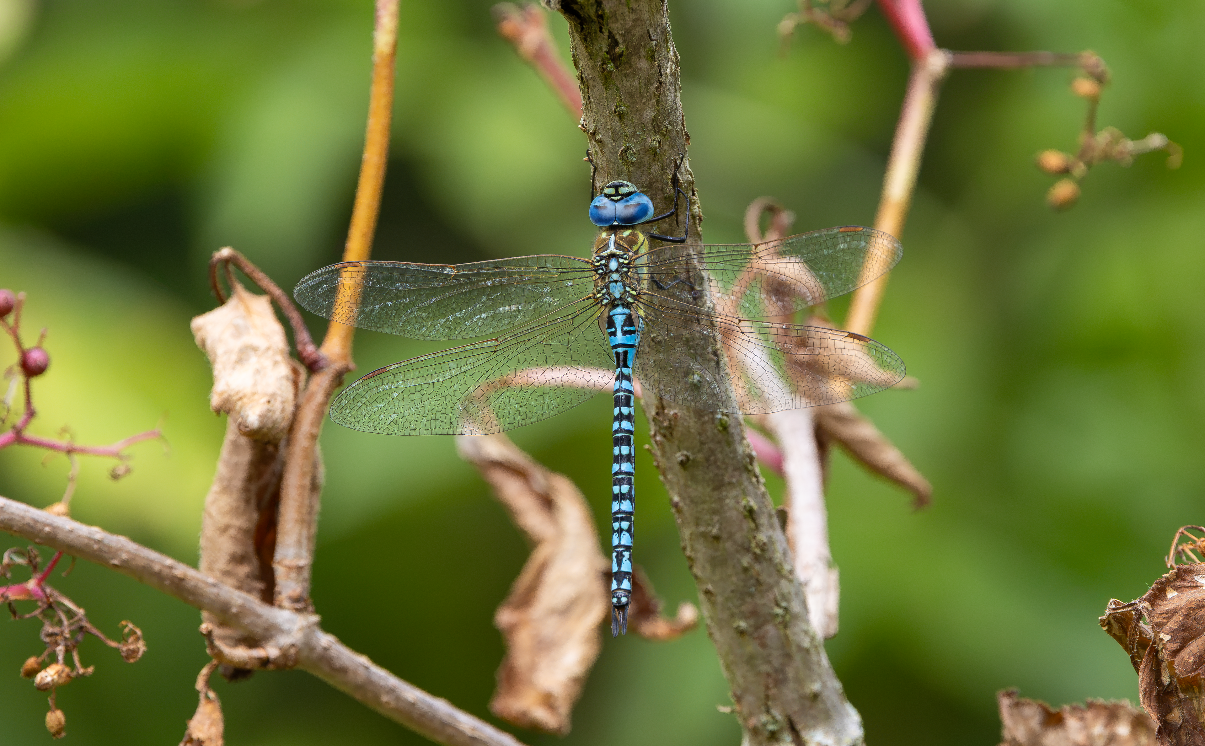 Southern Migrant Hawker, Otmoor RSPB, Oxfordshire