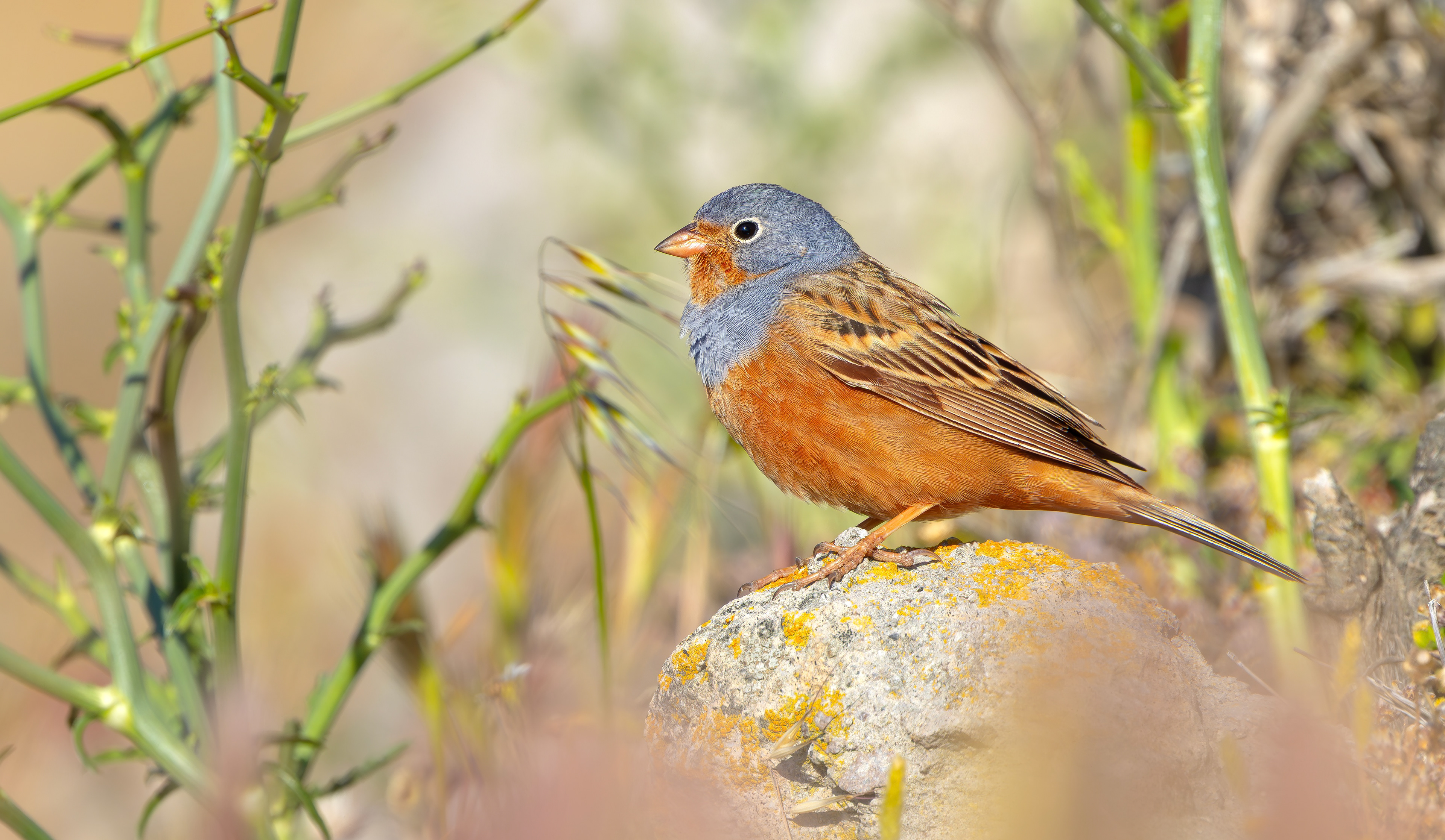 Cretzschmar's Bunting