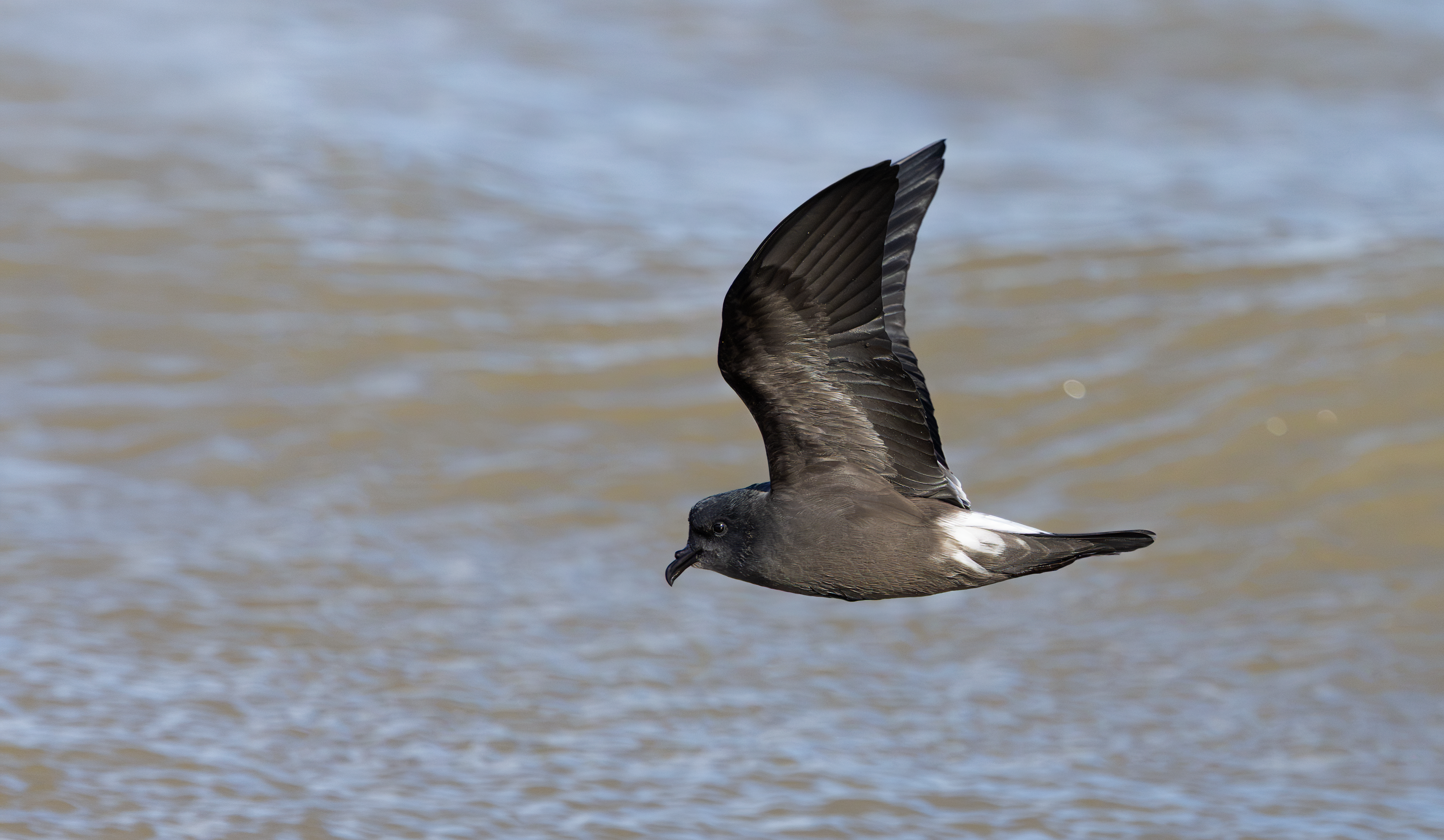 Leach's Storm Petrel, Wallasey, Cheshire
