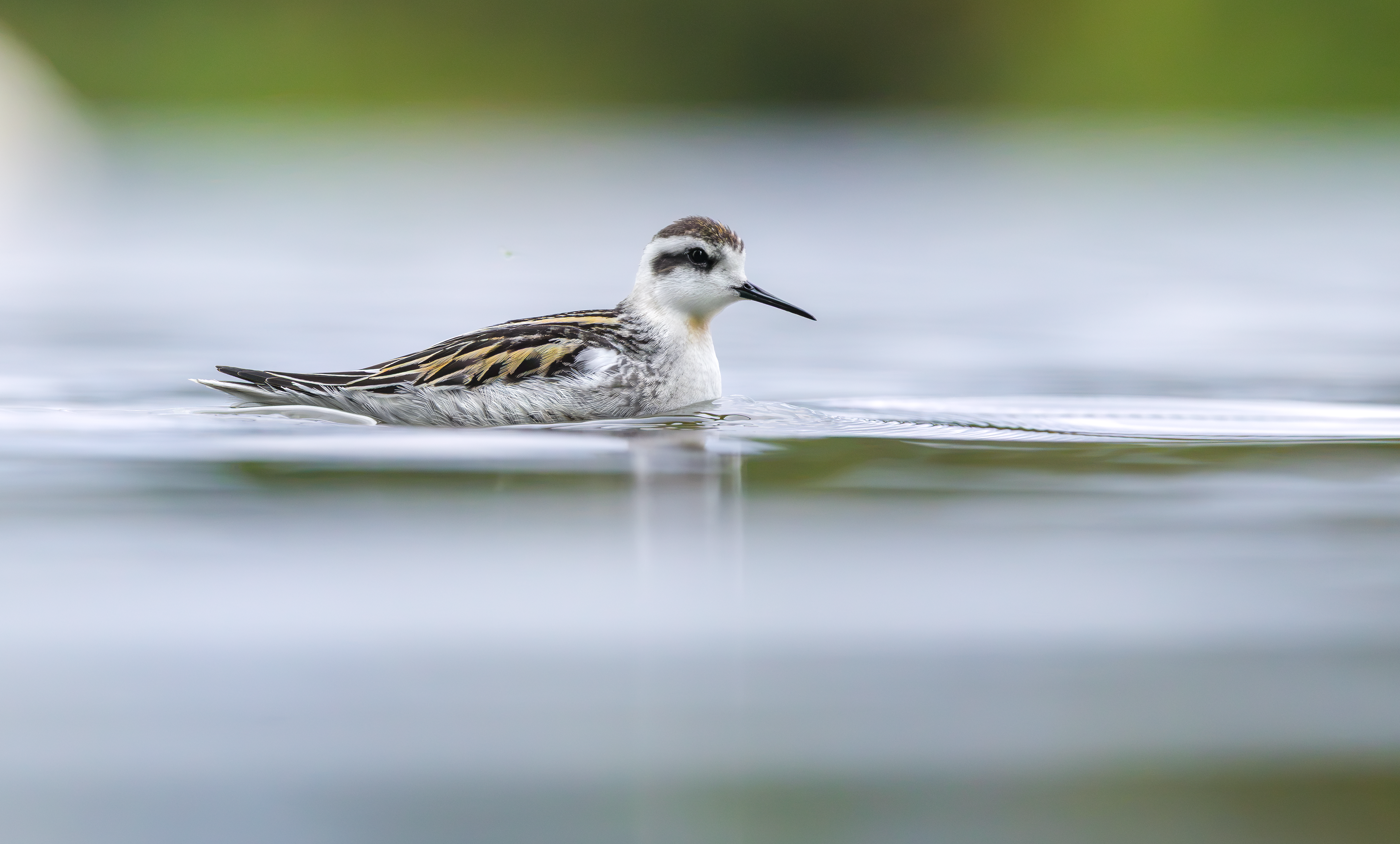 Red-necked Phalarope, Kingsbury Water Park, Warwickshire