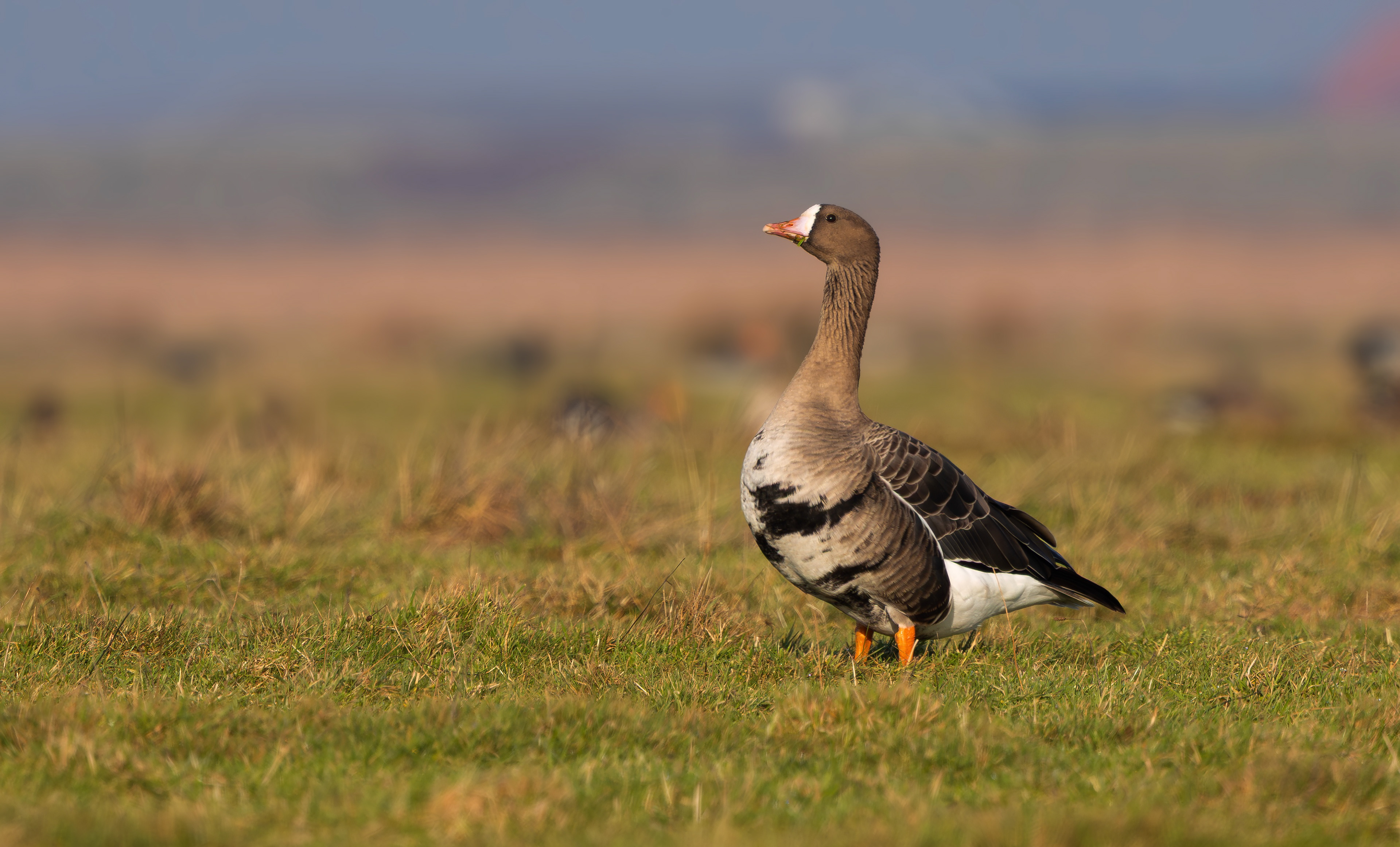 Russian White-fronted Goose, Texel