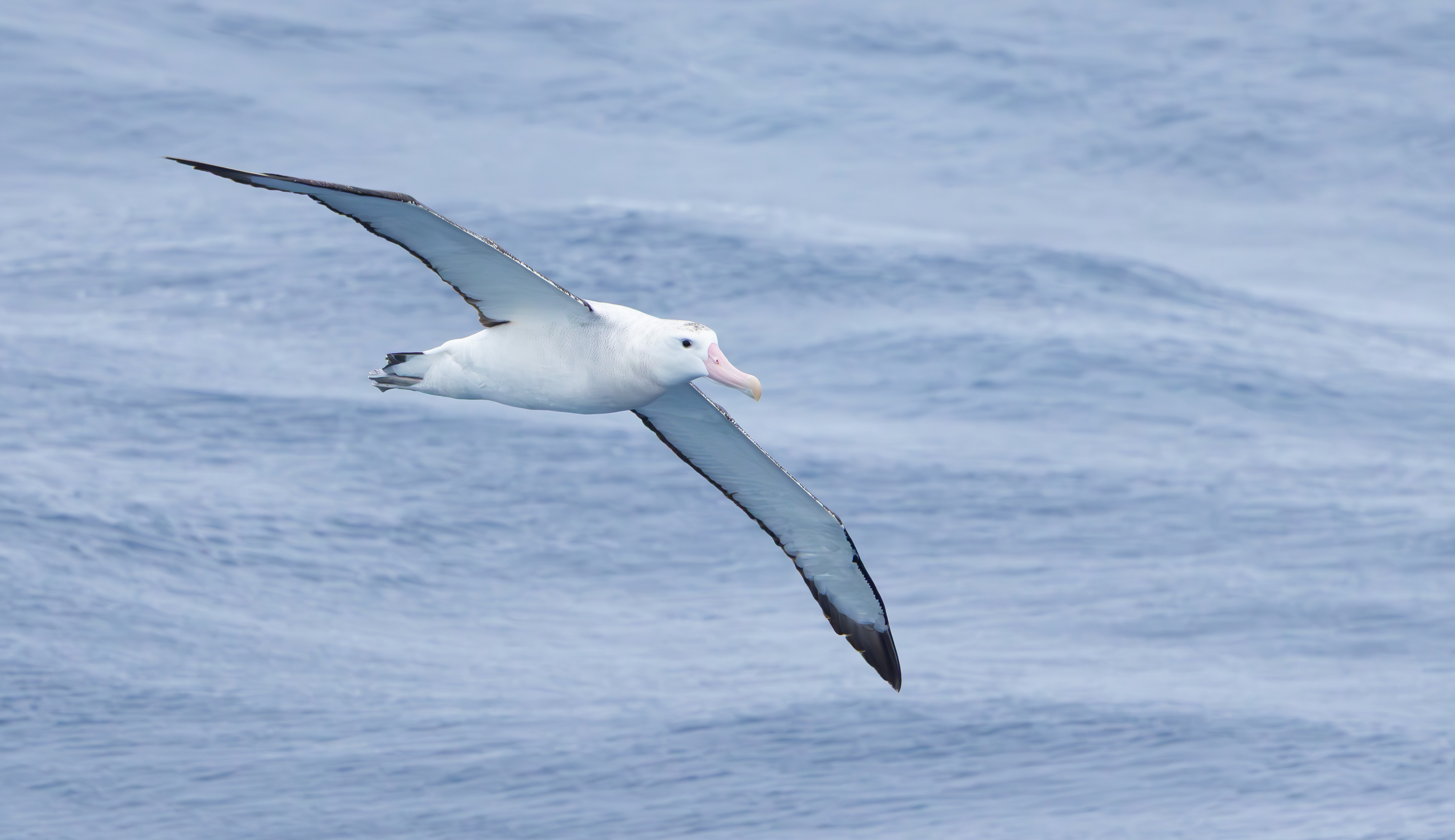 Snowy Albatross, Marion Island