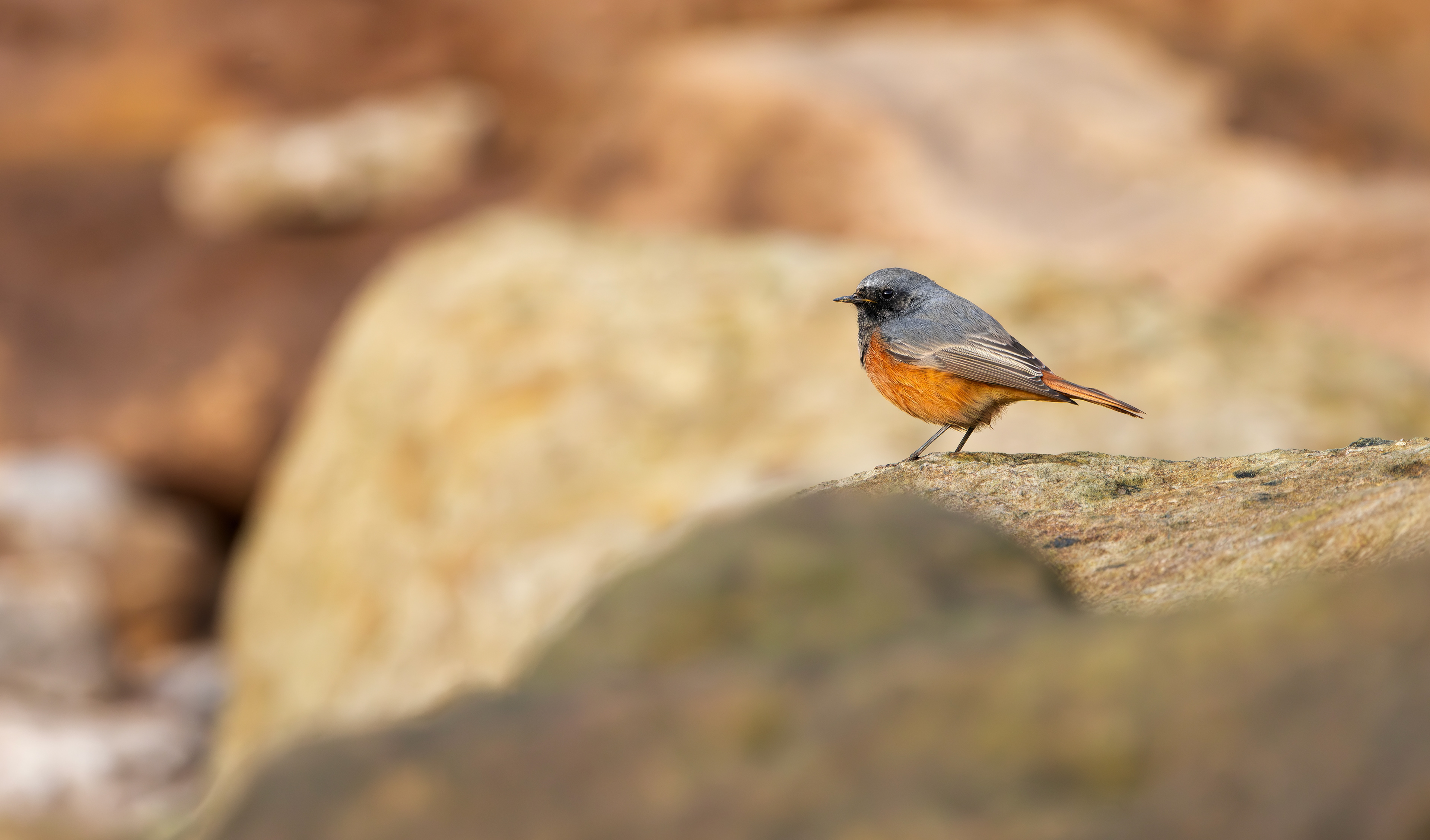 Eastern Black Redstart, Filey Brigg, North Yorkshire