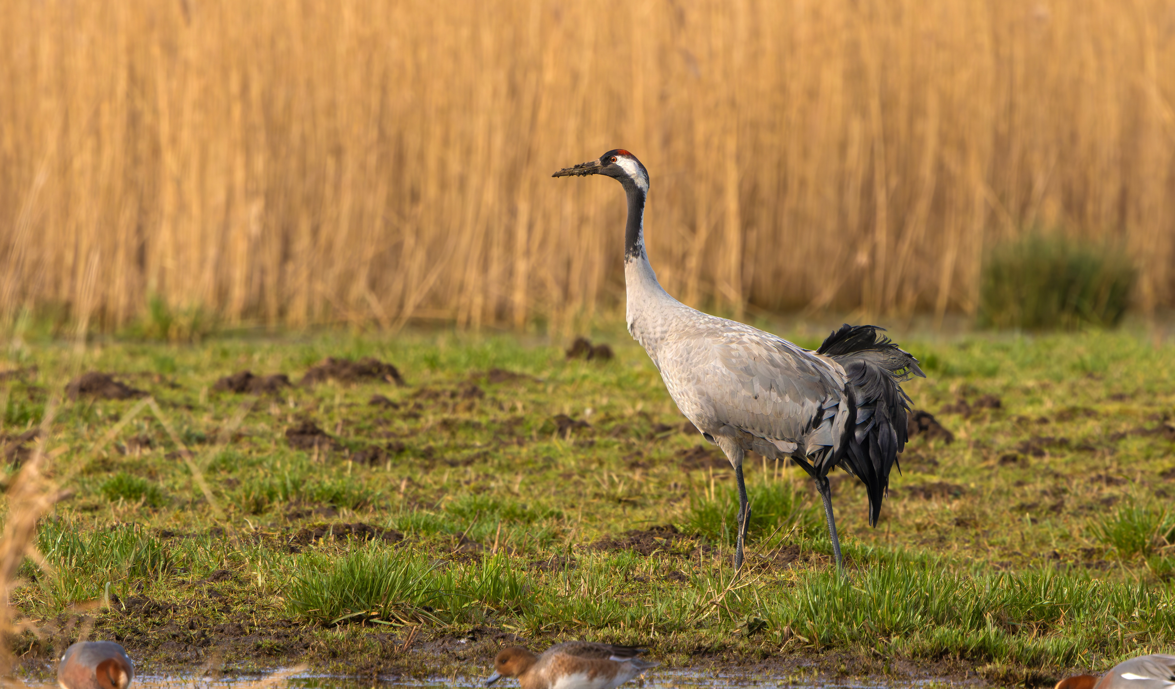 Common Crane, Willow Tree Fen LWT, Lincolnshire