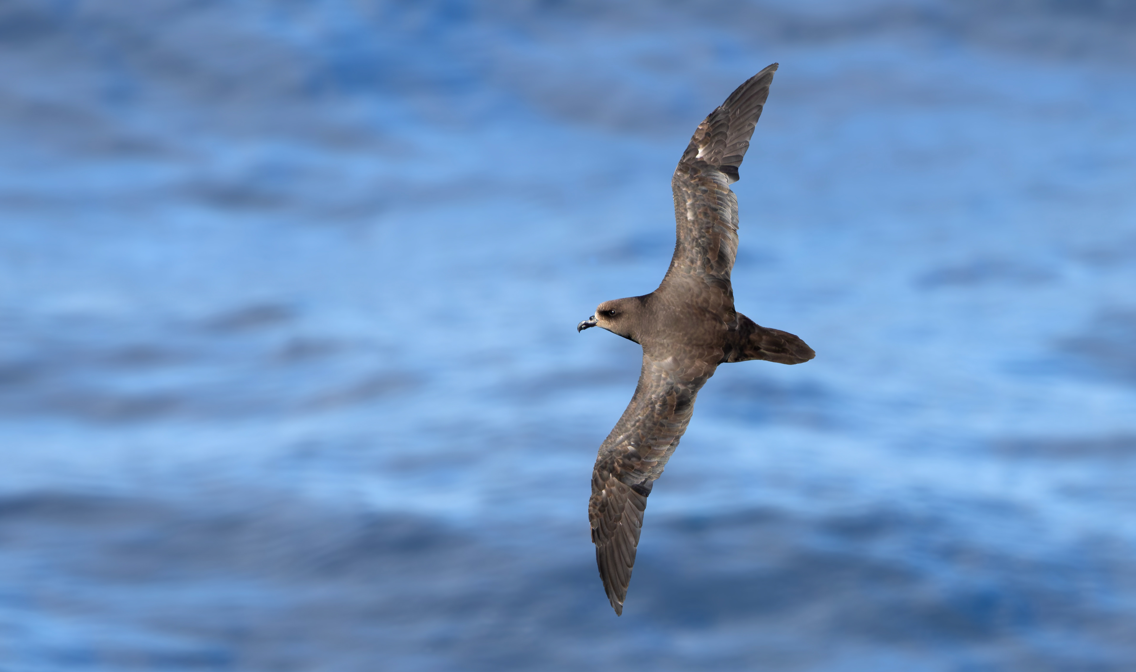 Great-winged Petrel