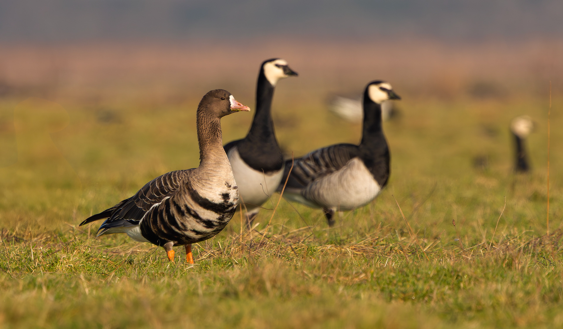 Russian White-fronted and Barnacle Geese, Texel