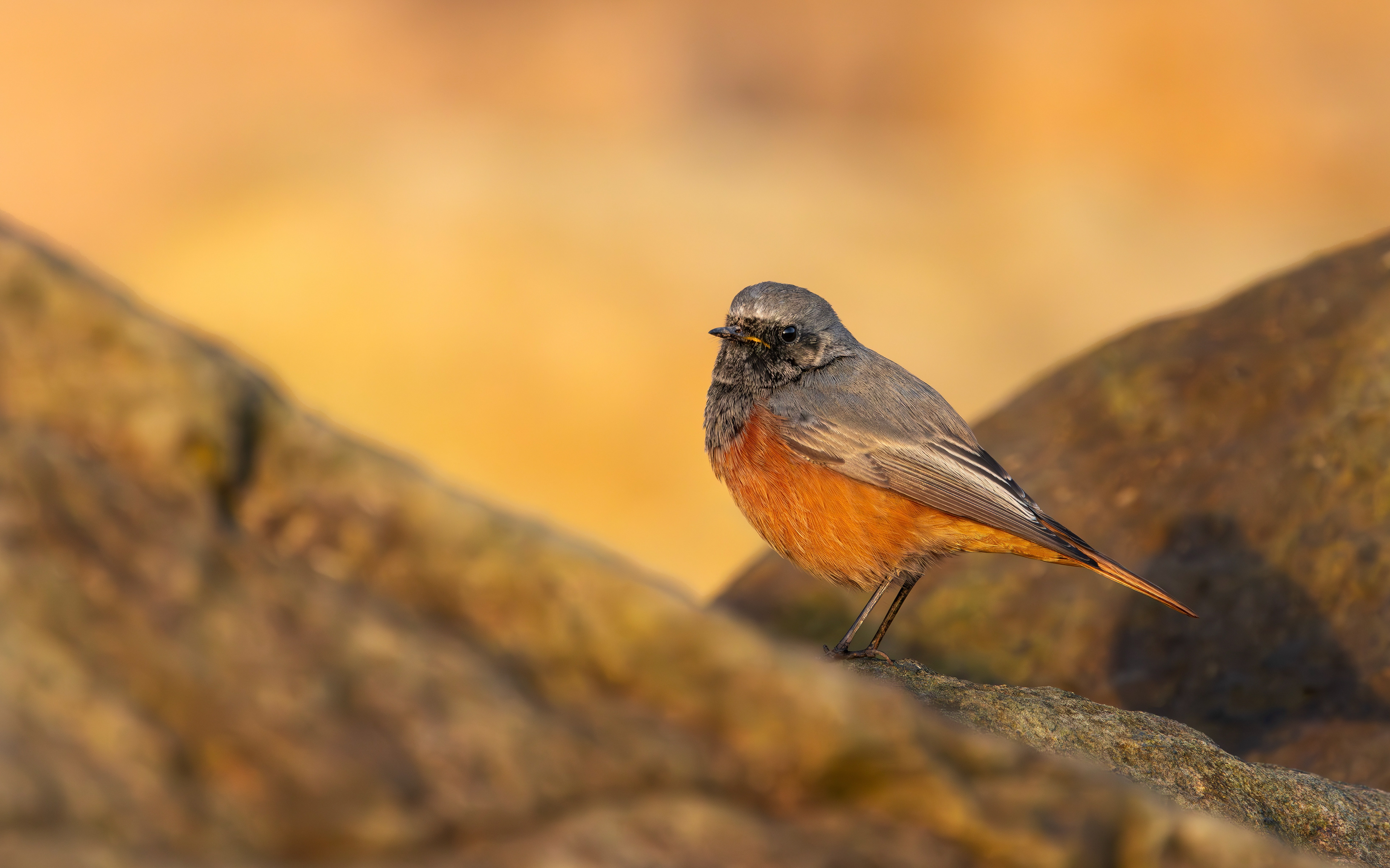 Eastern Black Redstart, Filey Brigg, North Yorkshire