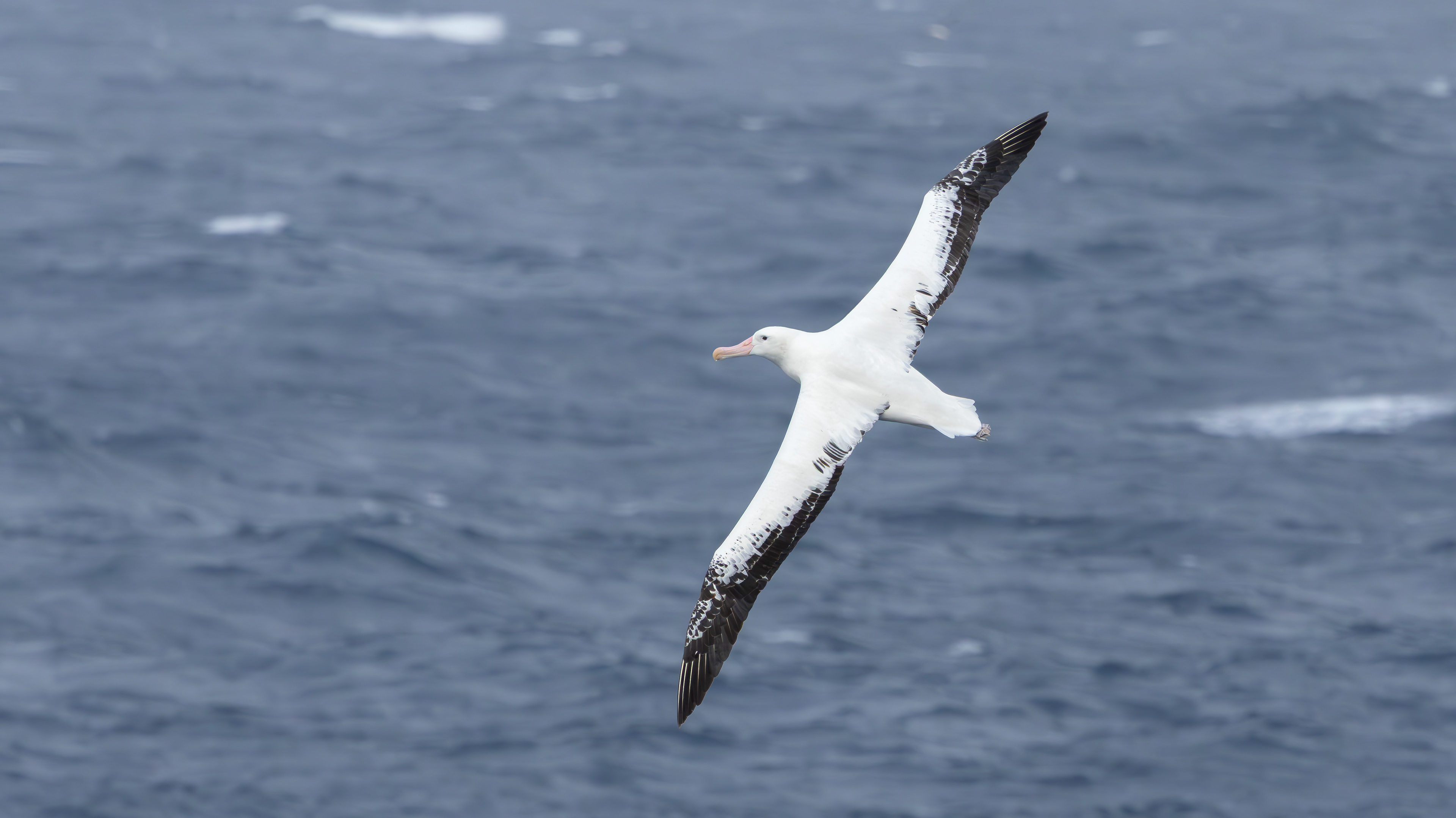 Snowy Albatross