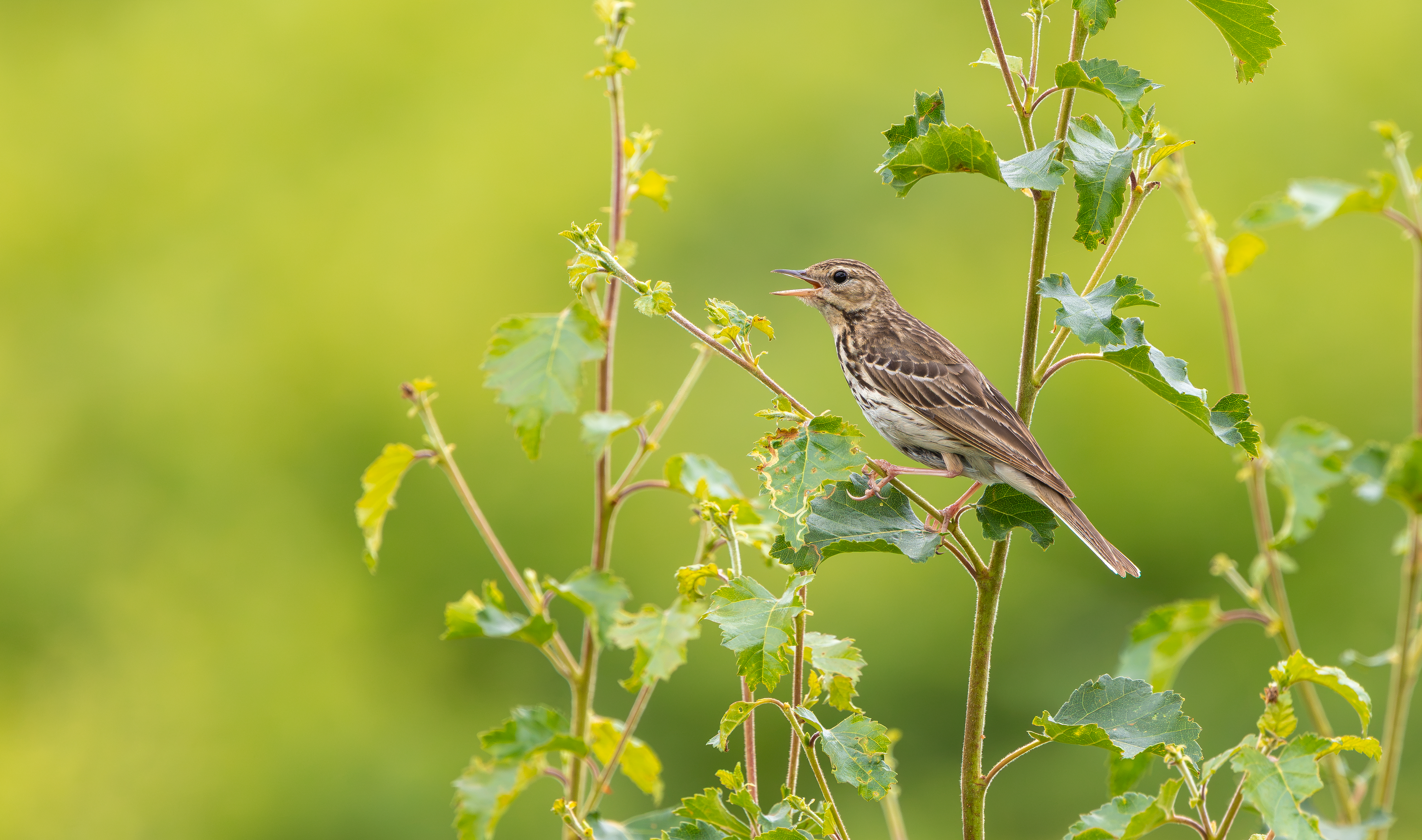 Tree Pipit, Nottinghamshire
