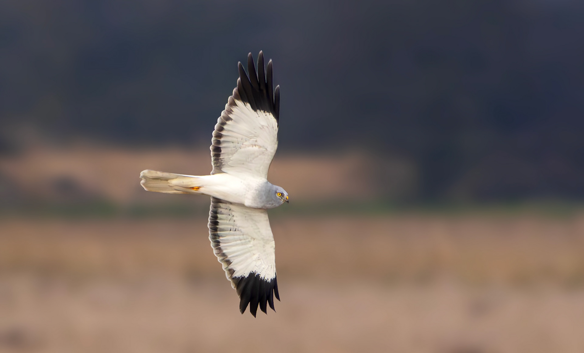 Hen Harrier, Lincolnshire