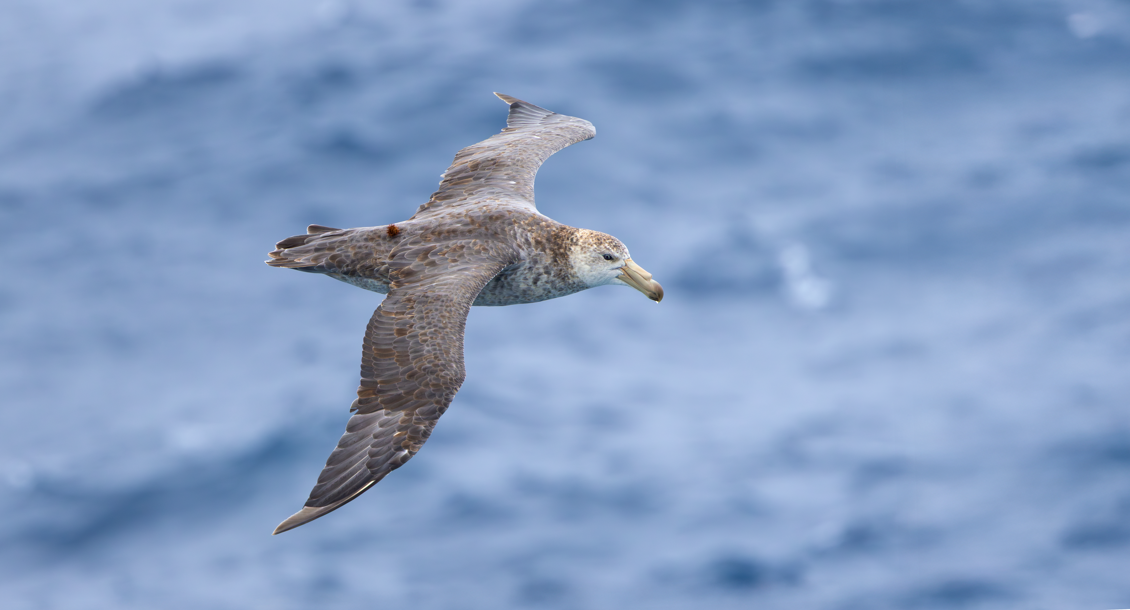 Northern Giant Petrel