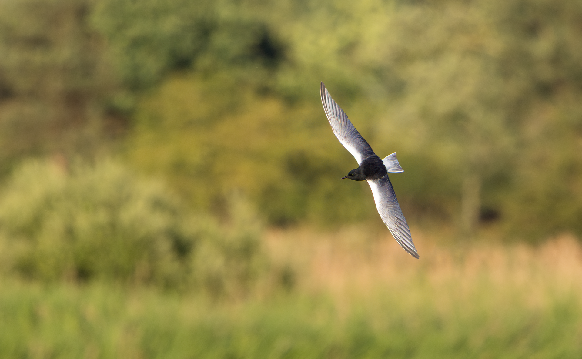 White-winged Black Tern, Holme Pierrepont, Nottinghamshire
