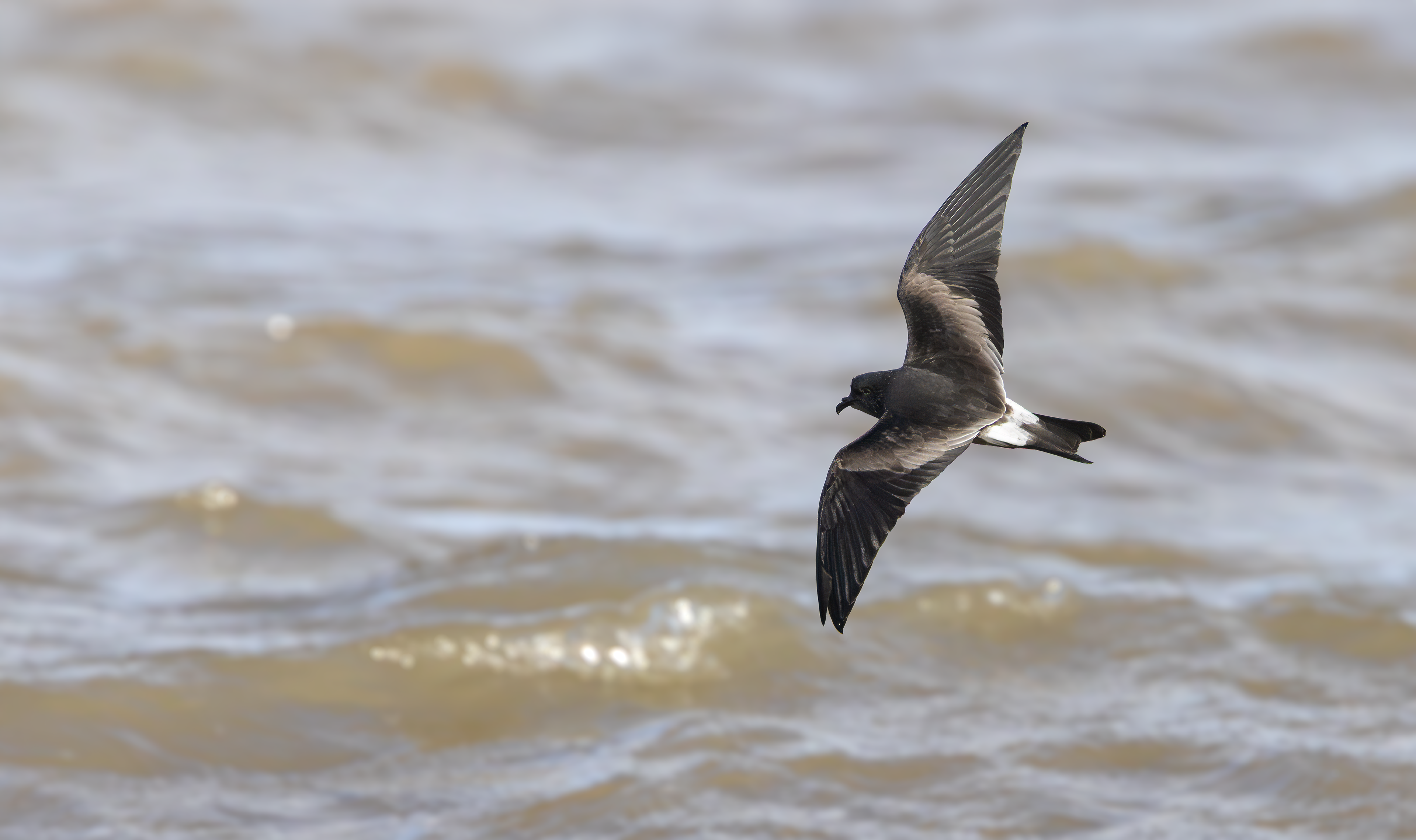 Leach's Storm Petrel, Wallasey, Cheshire