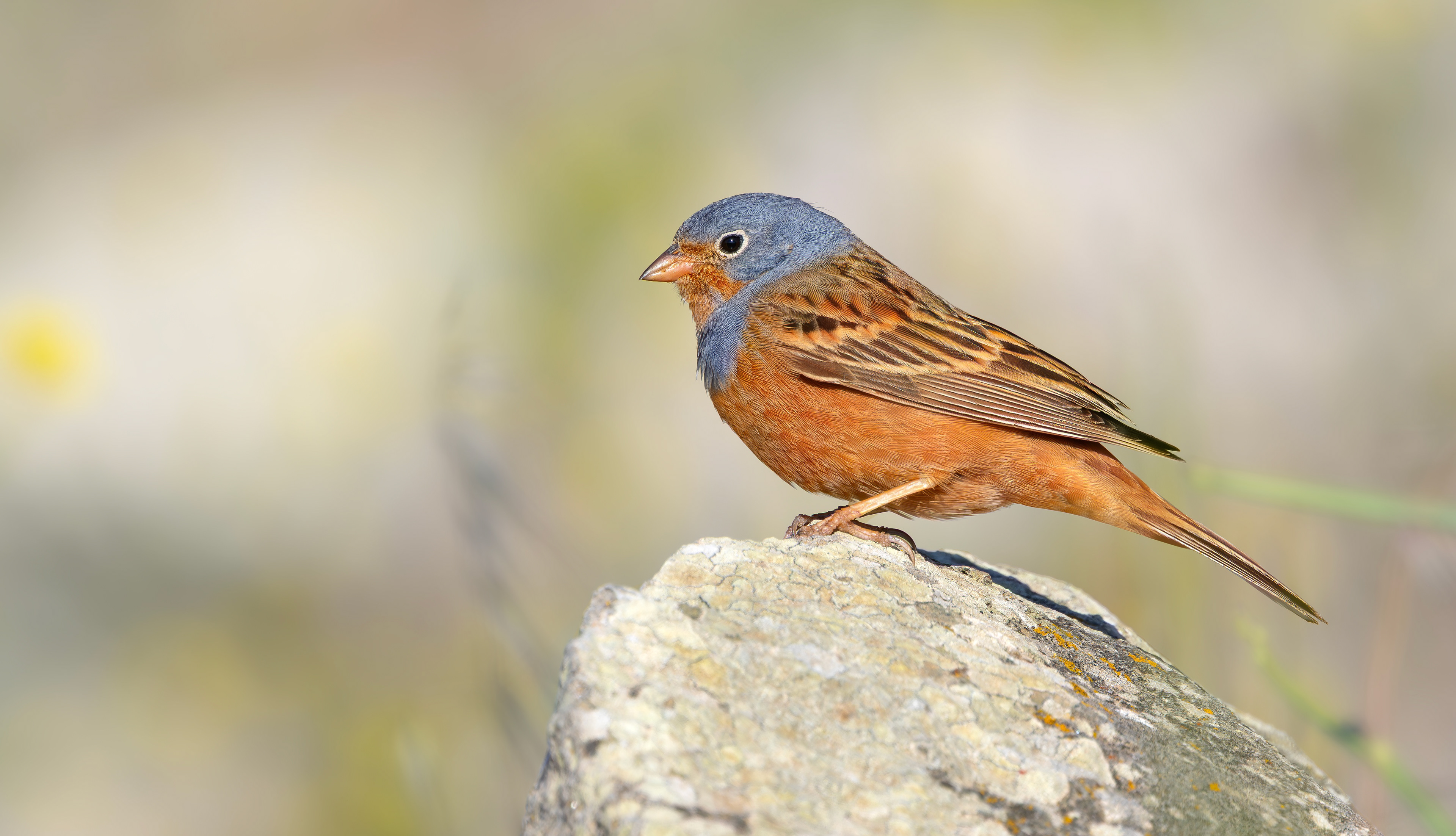 Cretzschmar's Bunting