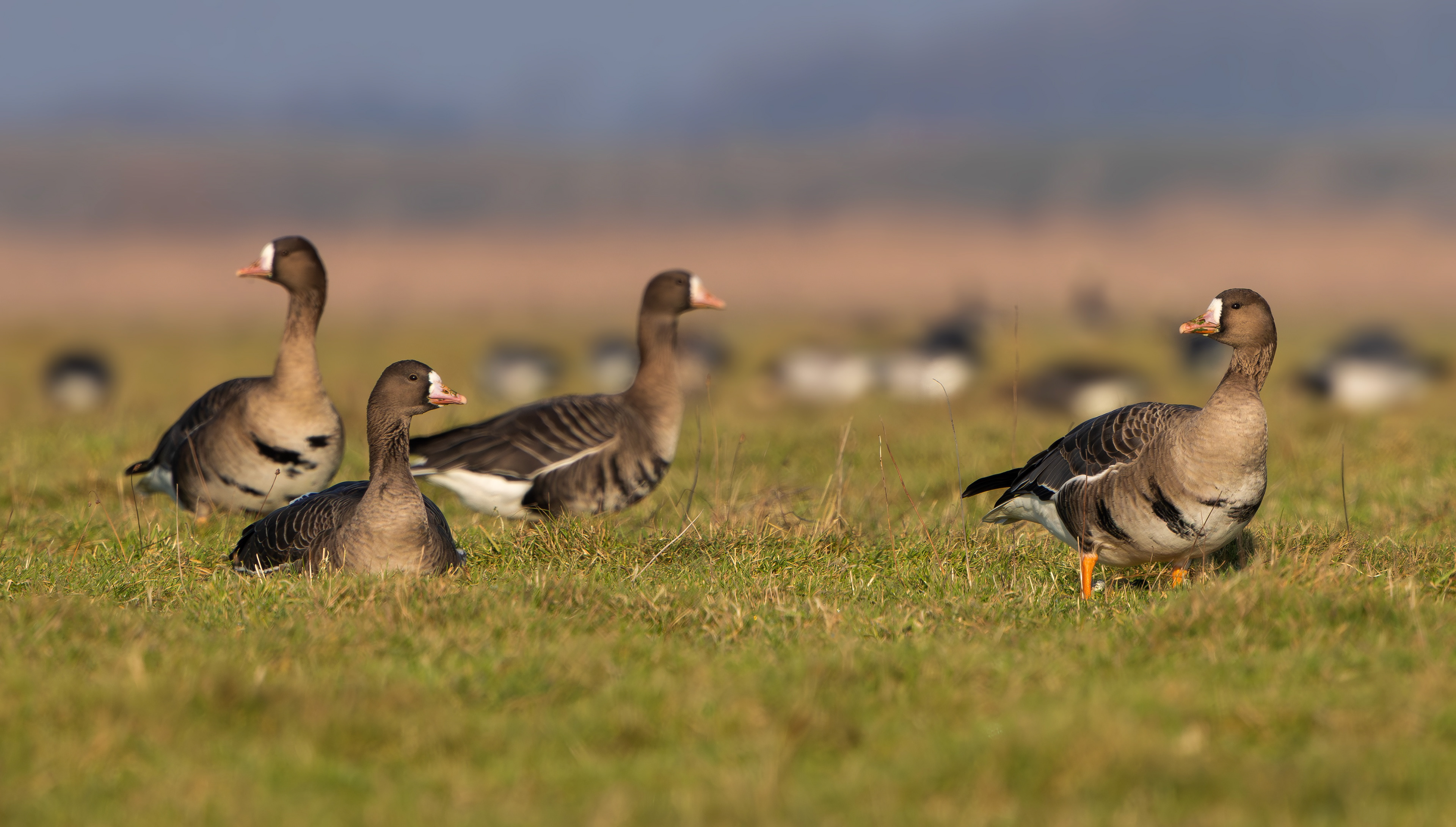 Russian White-fronted Geese, Texel