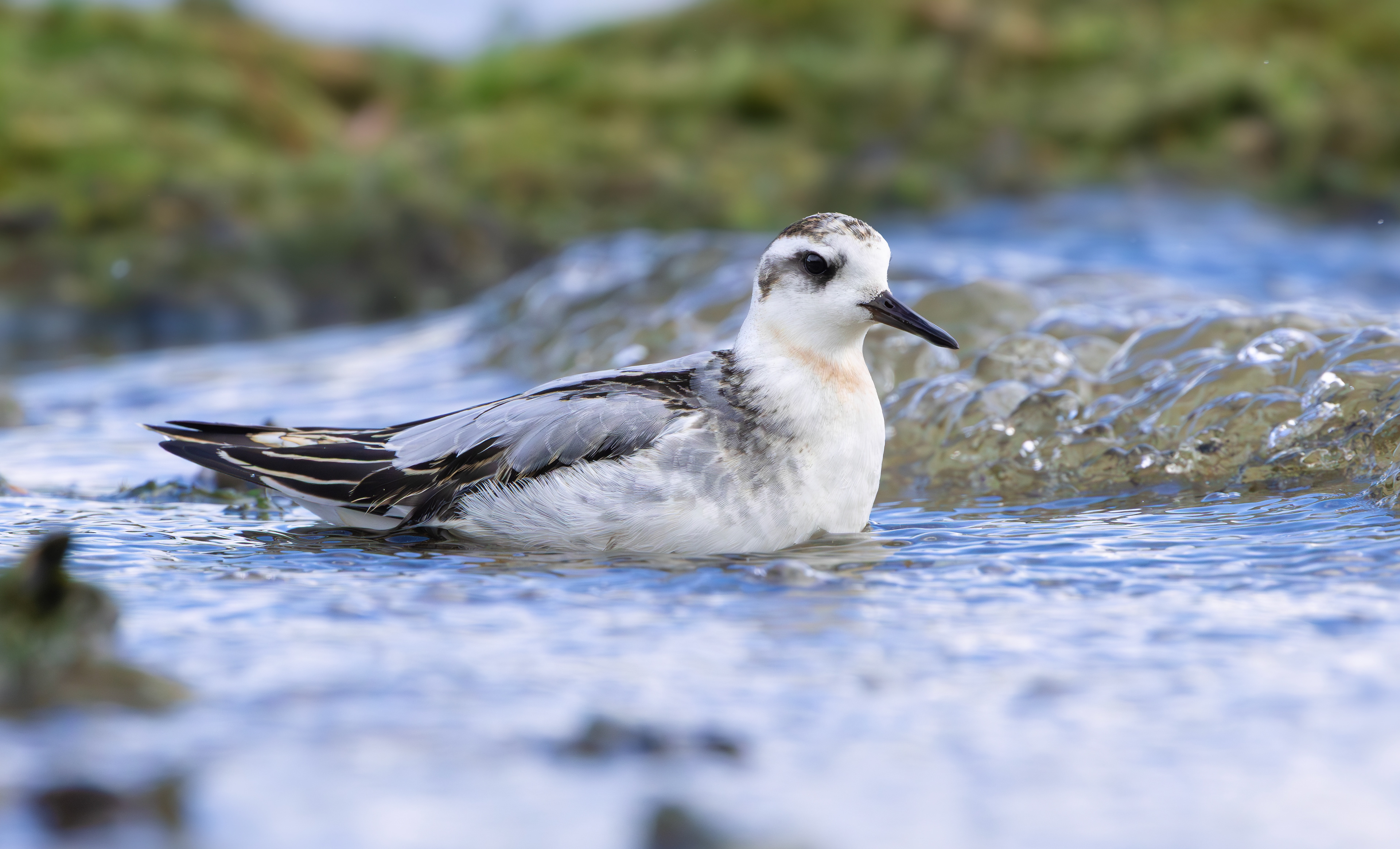 Grey Phalarope, Rutland Water, Leicestershire & Rutland