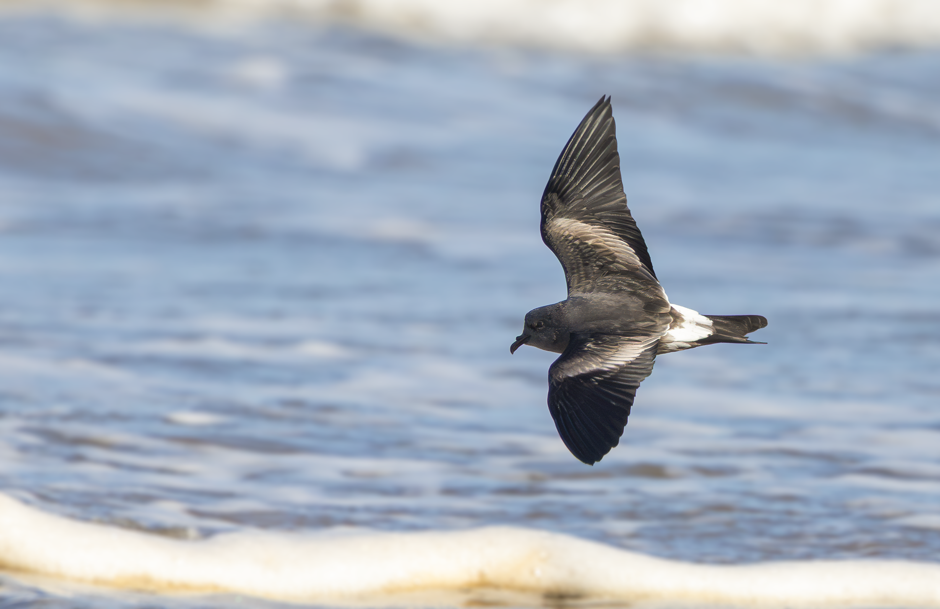 Leach's Storm Petrel, Wallasey, Cheshire