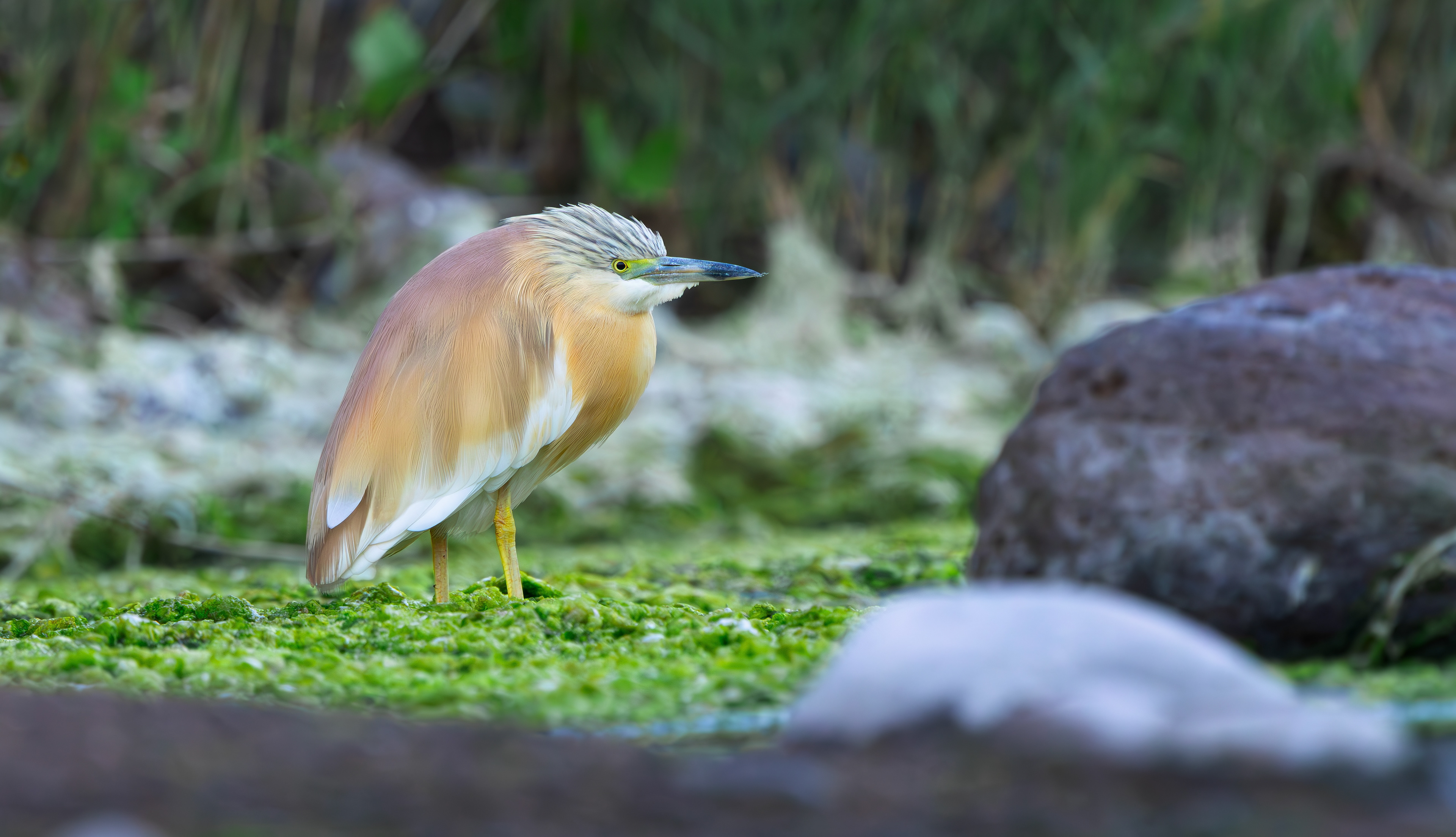 Squacco Heron