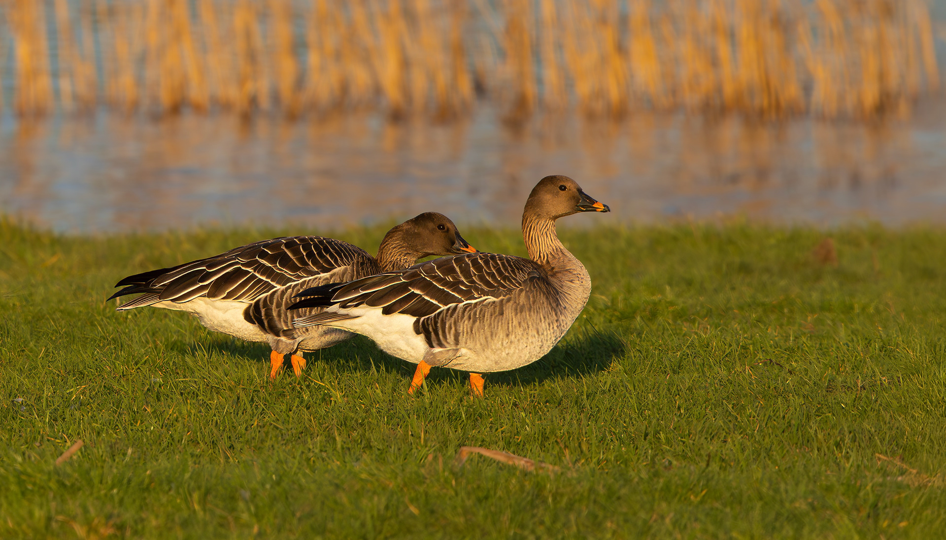 Tundra Bean Geese, Girton Pits, Nottinghamshire