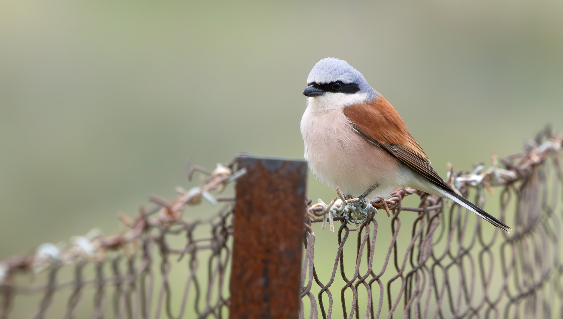 Red-backed Shrike