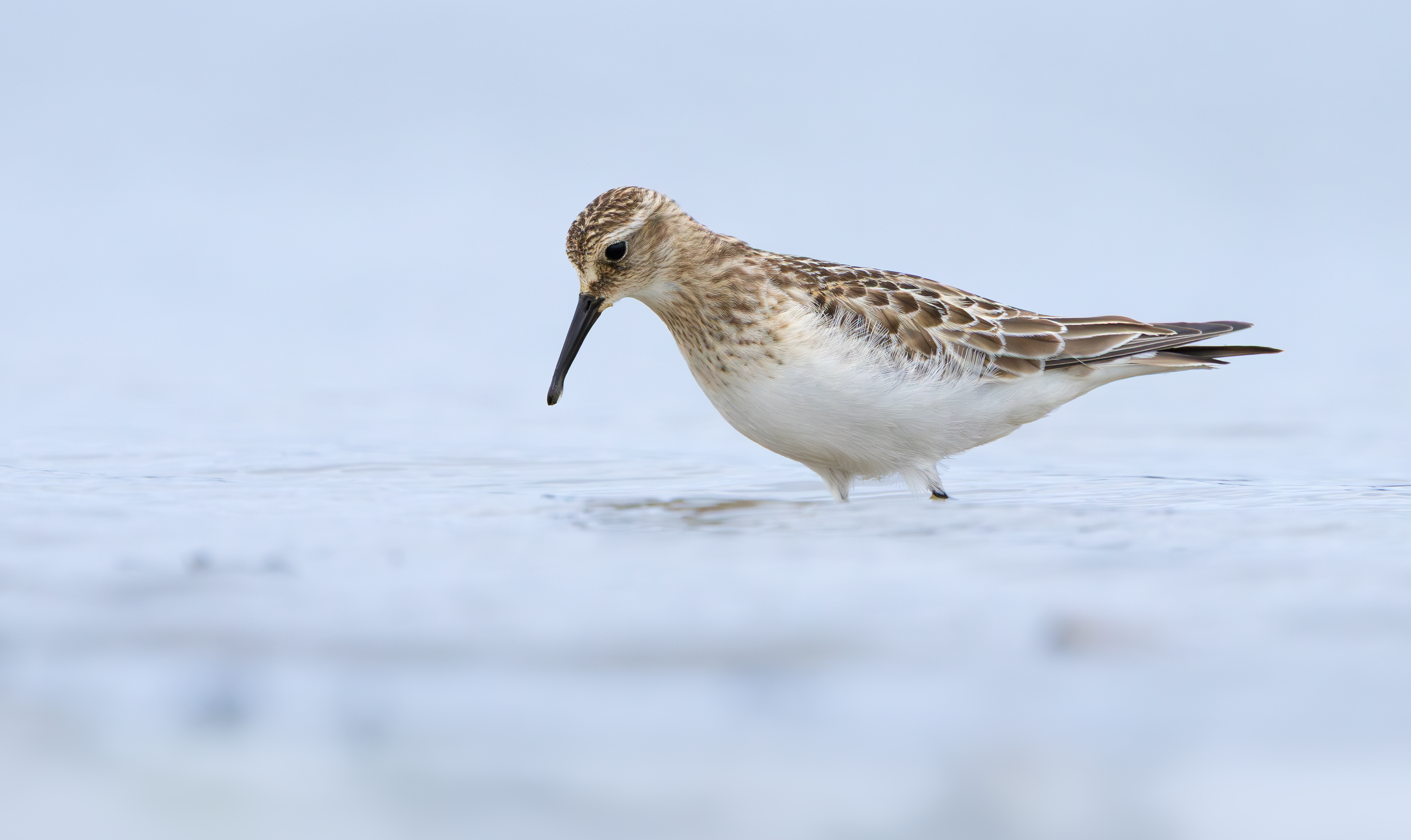 Baird's Sandpiper, Rutland Water, Leicestershire & Rutland