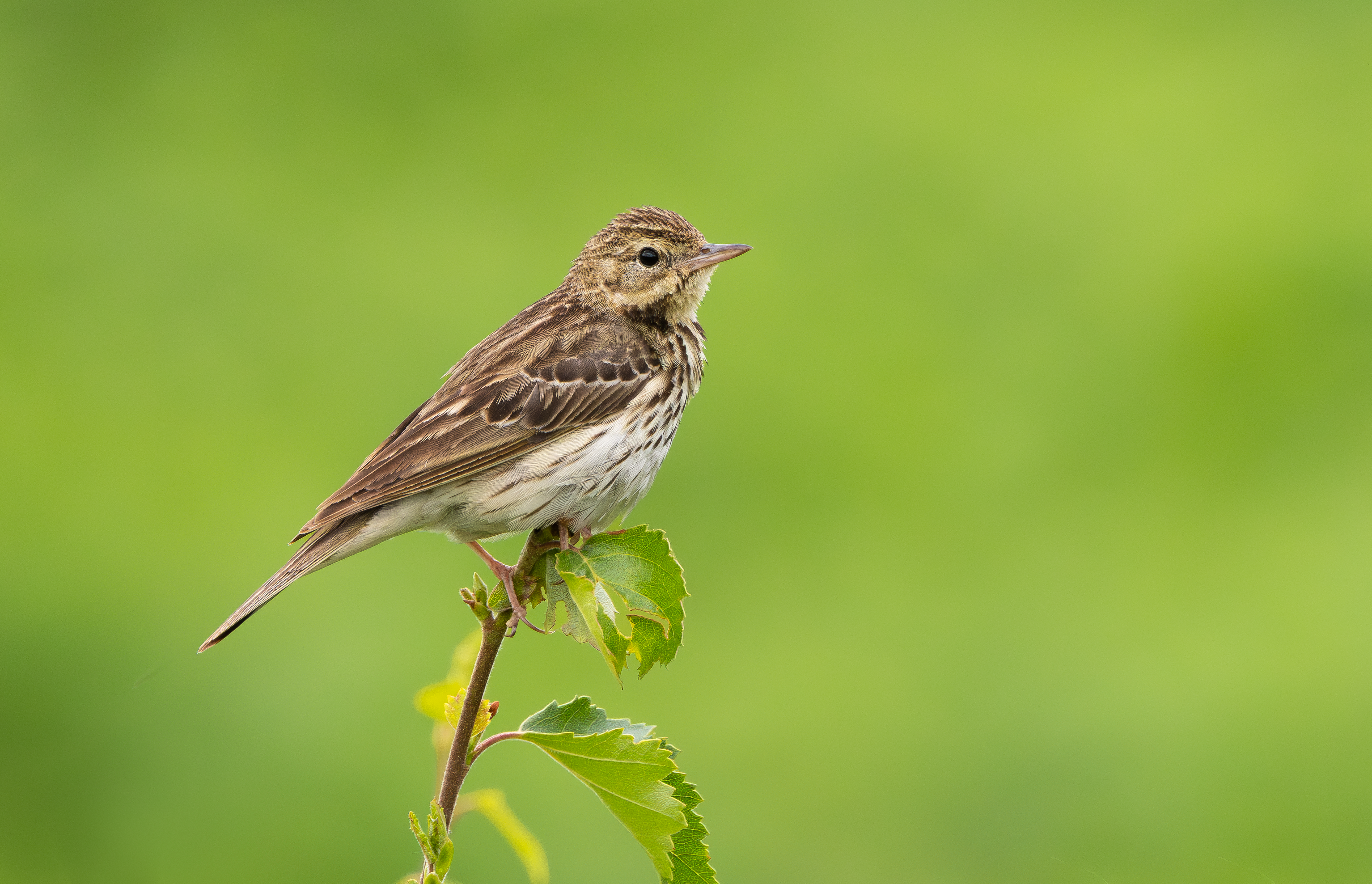 Tree Pipit, Nottinghamshire